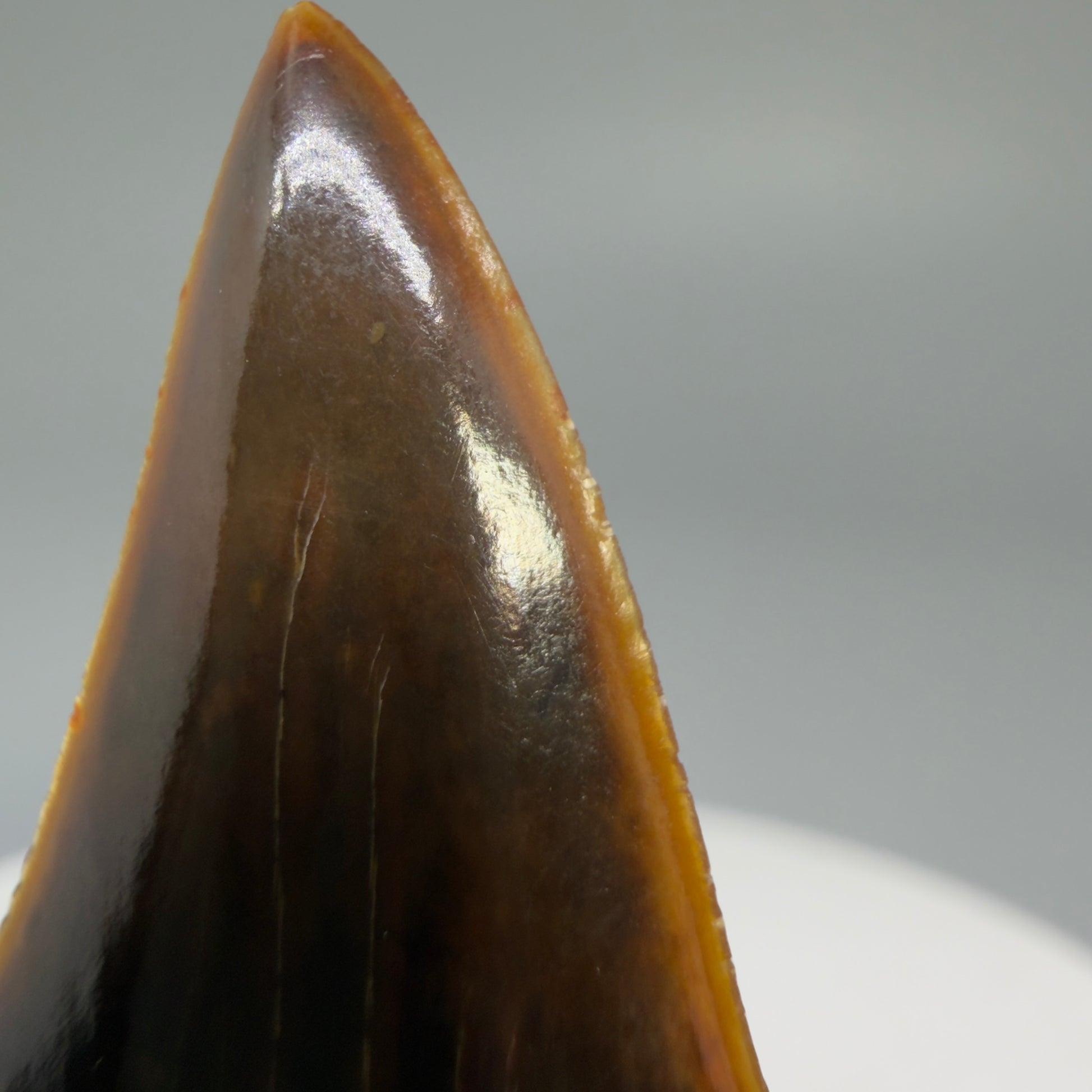 Serration details Stunning, high quality 1.53" long Fossil Transitional Great White - Carcharodon hubbelli Tooth from Peru | Fossil for Sale - 3