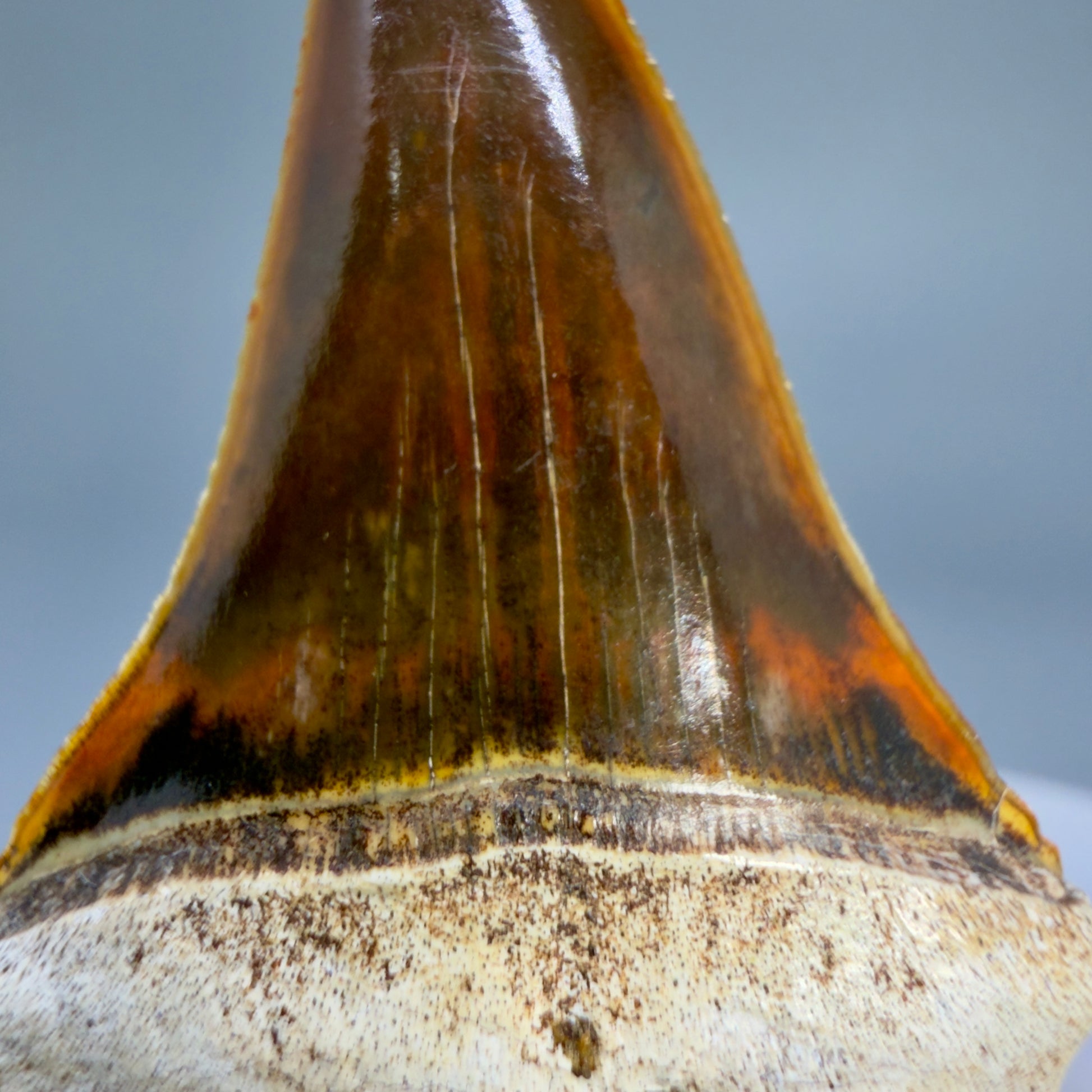 Color details Stunning, high quality 1.53" long Fossil Transitional Great White - Carcharodon hubbelli Tooth from Peru | Fossil for Sale