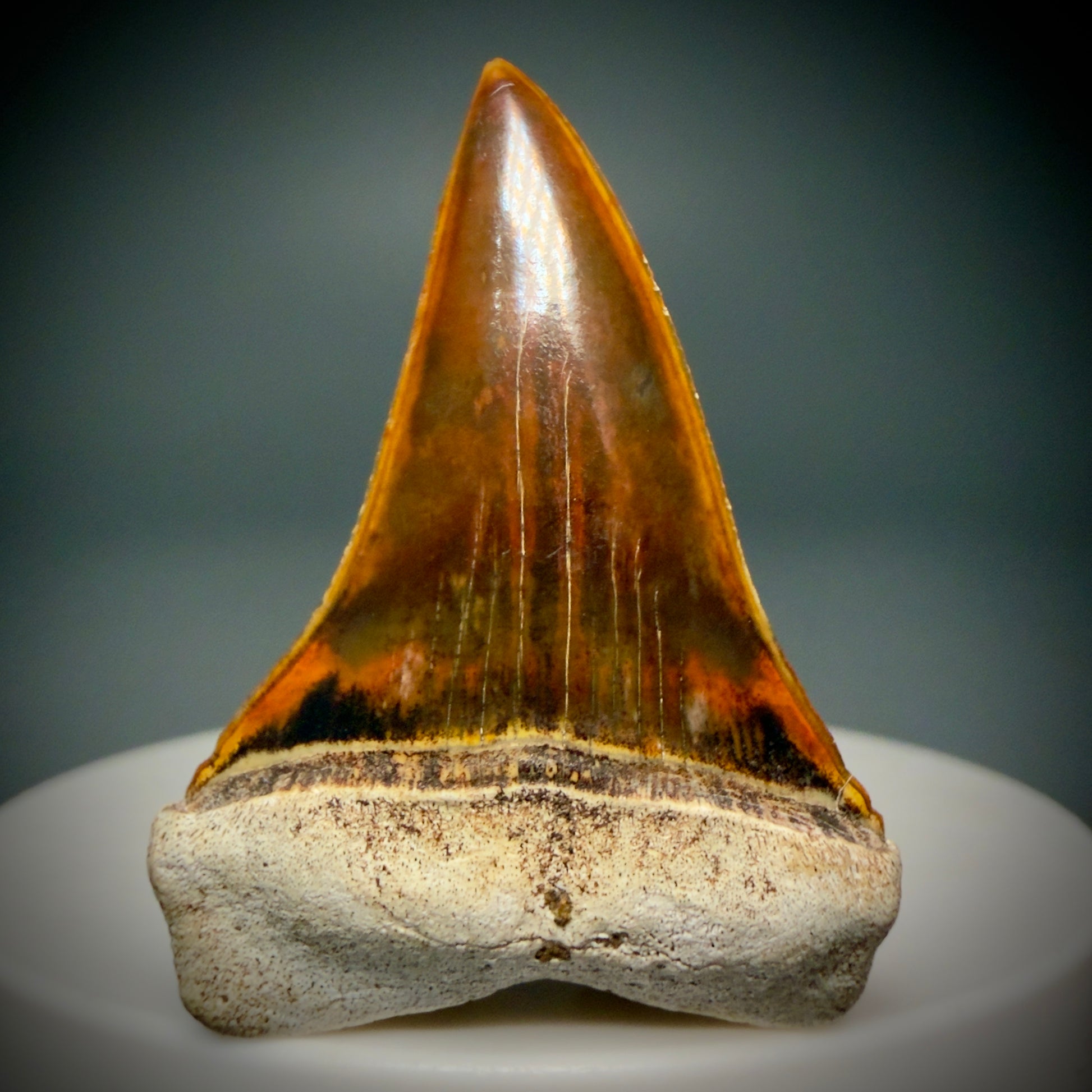 Front View Stunning, high quality 1.53" long Fossil Transitional Great White - Carcharodon hubbelli Tooth from Peru | Fossil for Sale - 1