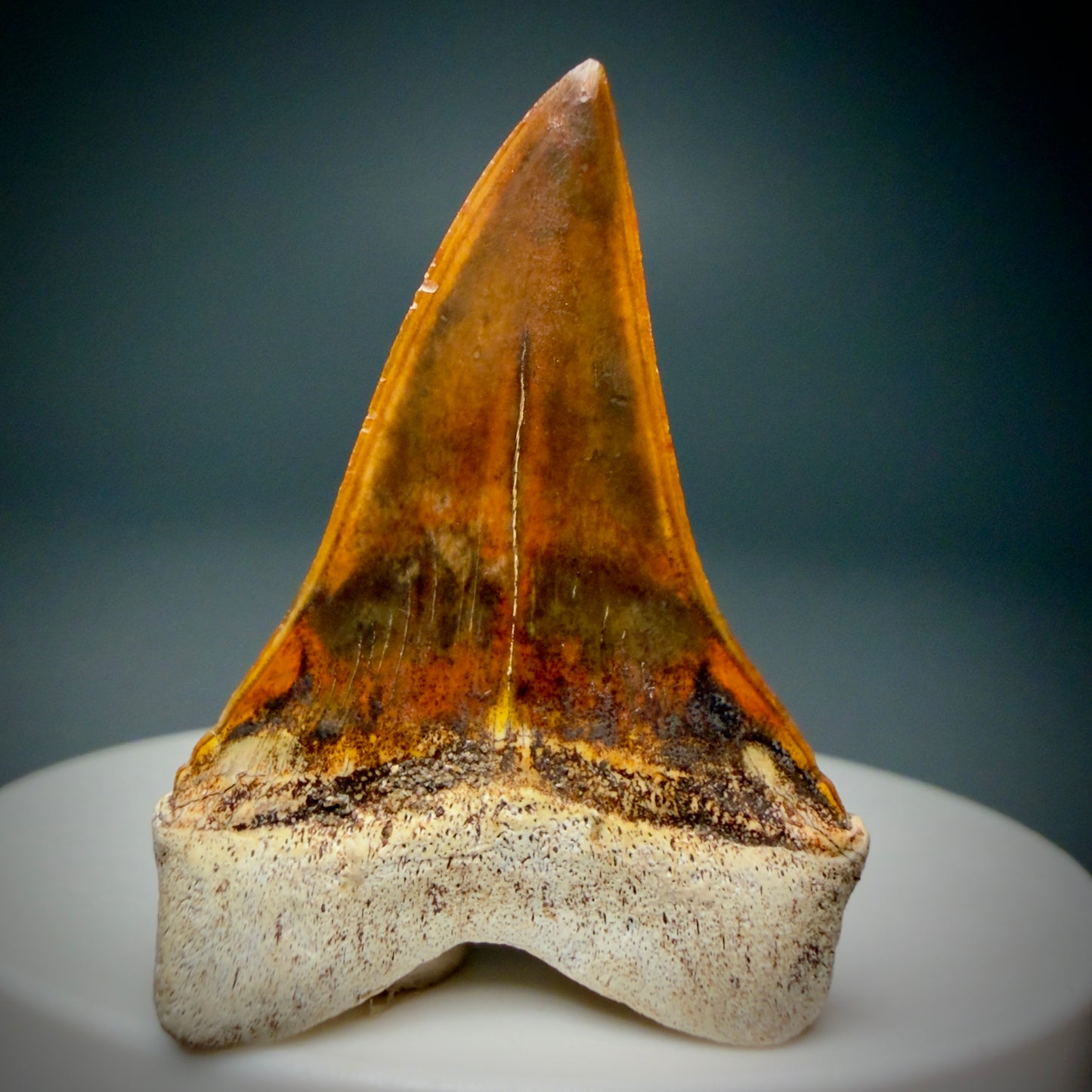 Back View Stunning, high quality 1.53" long Fossil Transitional Great White - Carcharodon hubbelli Tooth from Peru | Fossil for Sale - 1