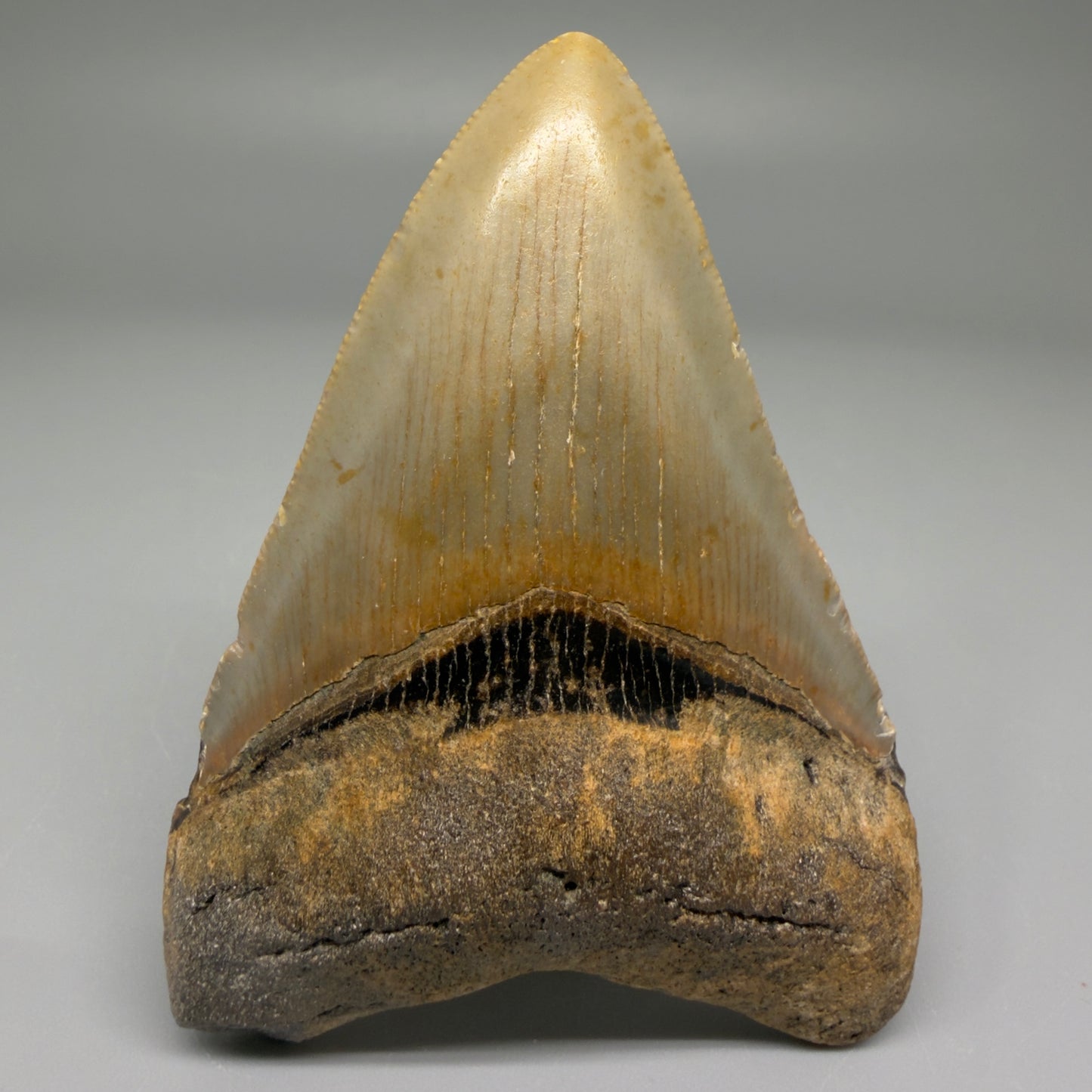 Front View Nice Shape 3.30" Fossil Megalodon Tooth from North Carolina - megalodonteeth.com CM5565 - 1