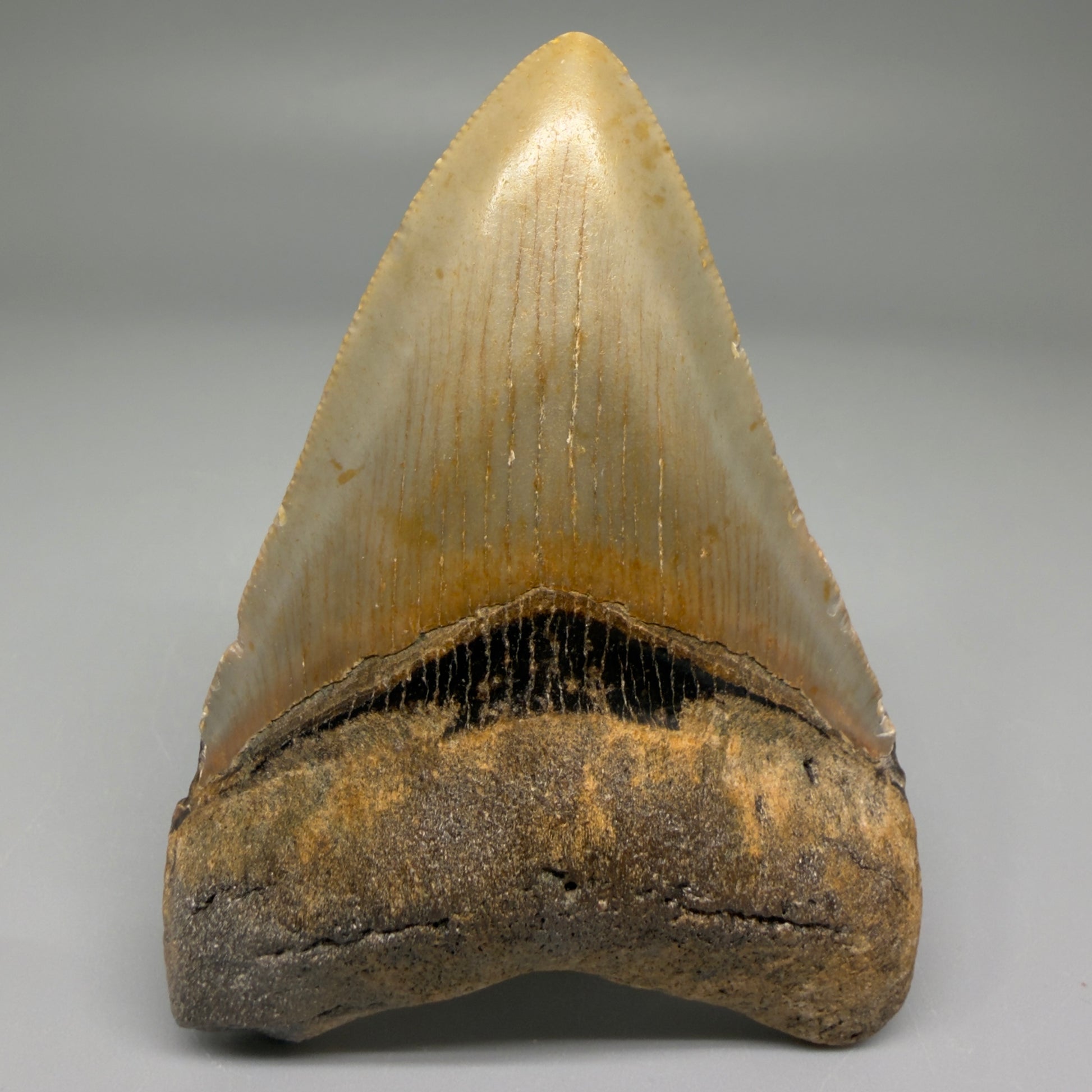 Front View Nice Shape 3.30" Fossil Megalodon Tooth from North Carolina - megalodonteeth.com CM5565 - 1