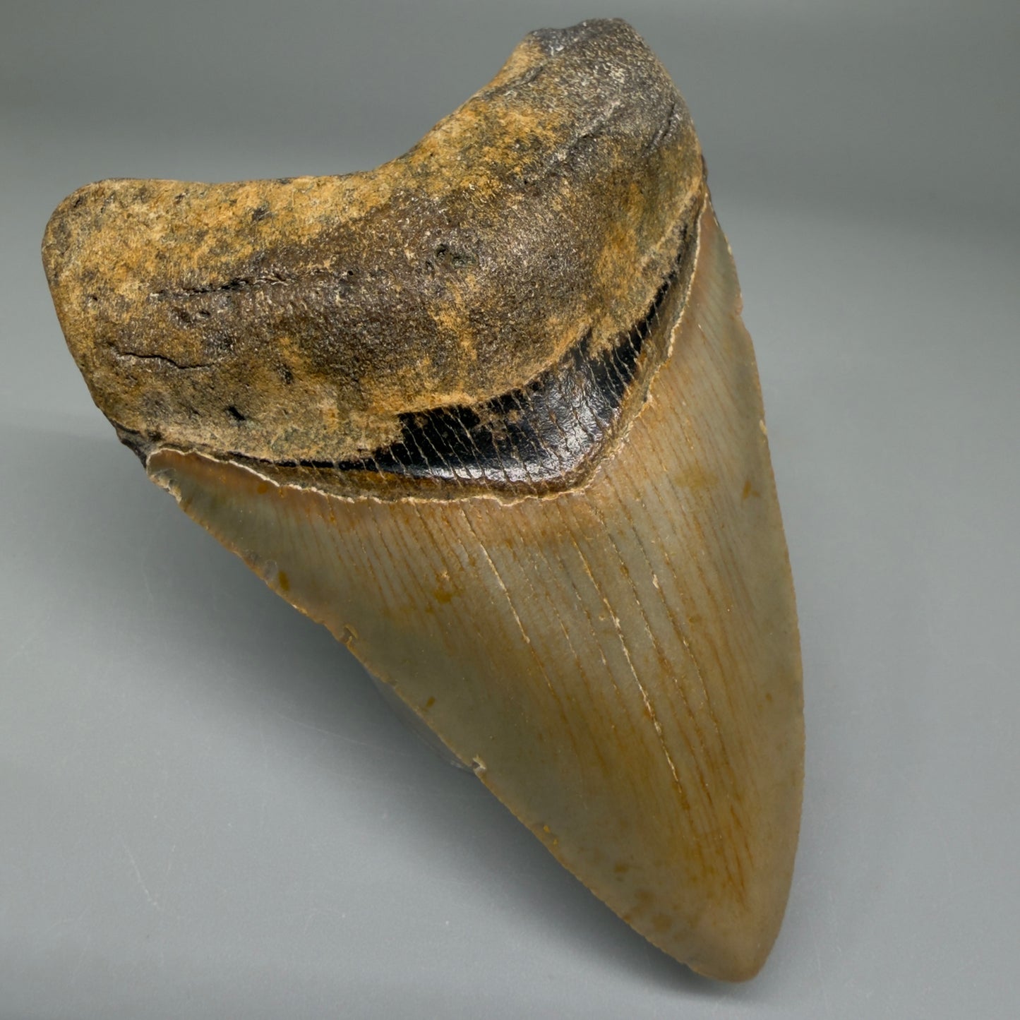 Front Left View Nice Shape 3.30" Fossil Megalodon Tooth from North Carolina - megalodonteeth.com CM5565 