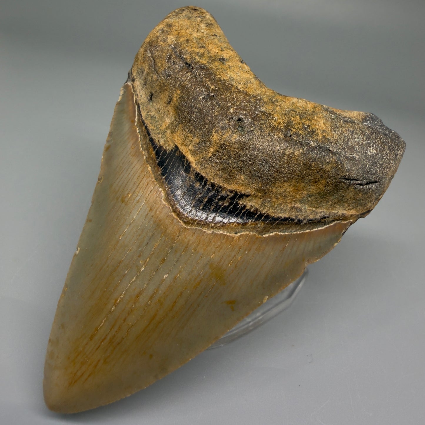 Front right View Nice Shape 3.30" Fossil Megalodon Tooth from North Carolina - megalodonteeth.com CM5565 