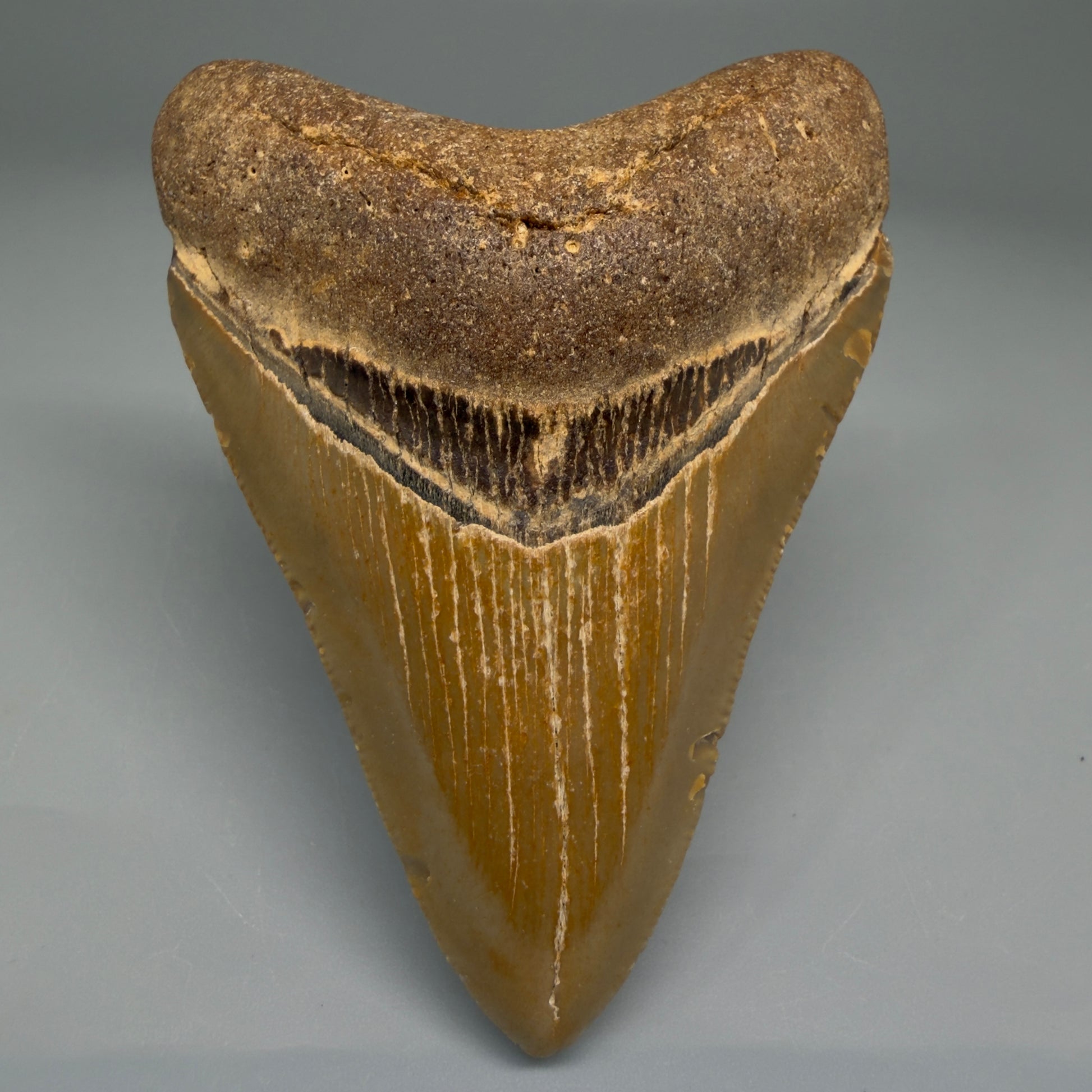 Front View Nice Shape 3.26" Fossil Megalodon Tooth from North Carolina - megalodonteeth.com CM5567 - 1