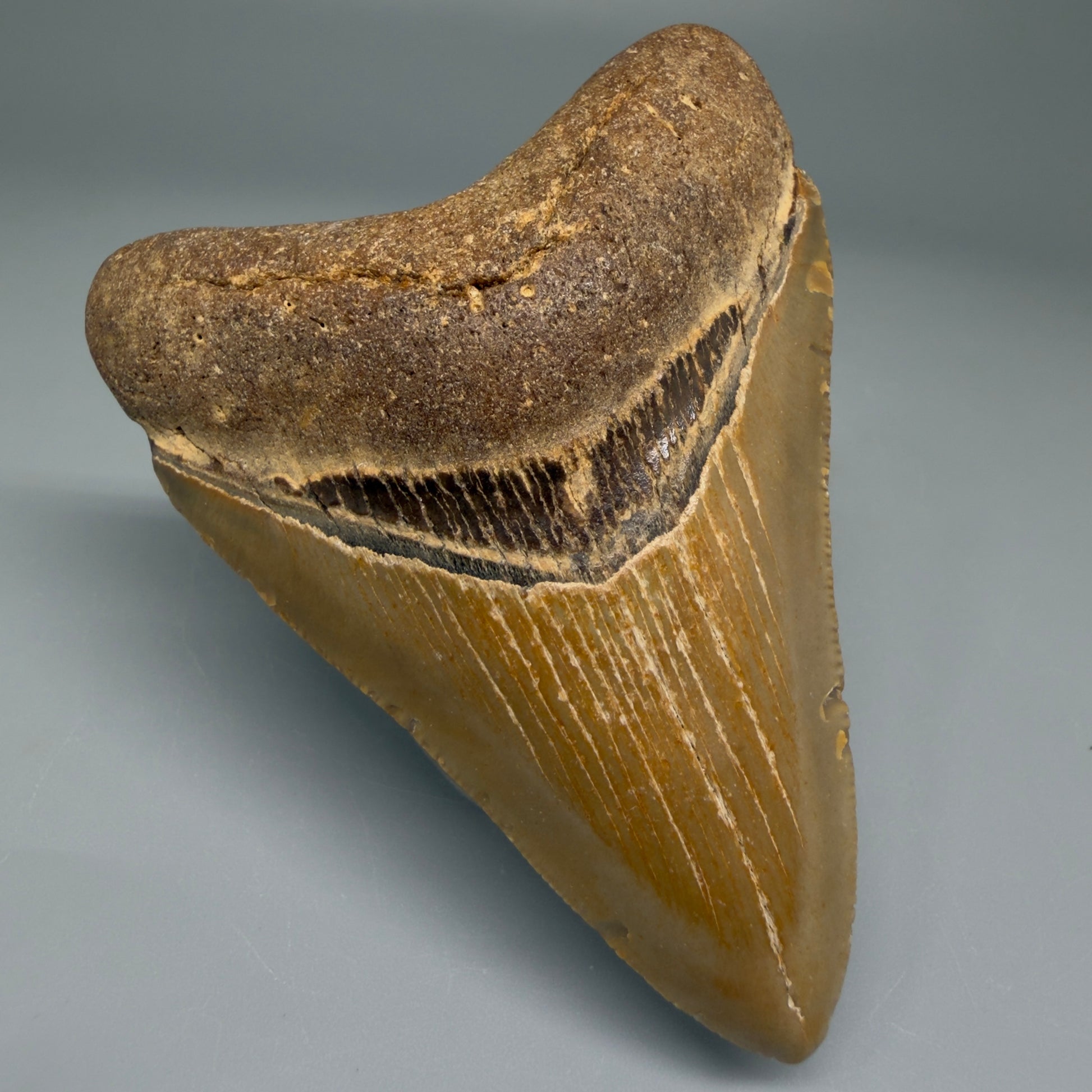 Front Left View Nice Shape 3.26" Fossil Megalodon Tooth from North Carolina - megalodonteeth.com CM5567