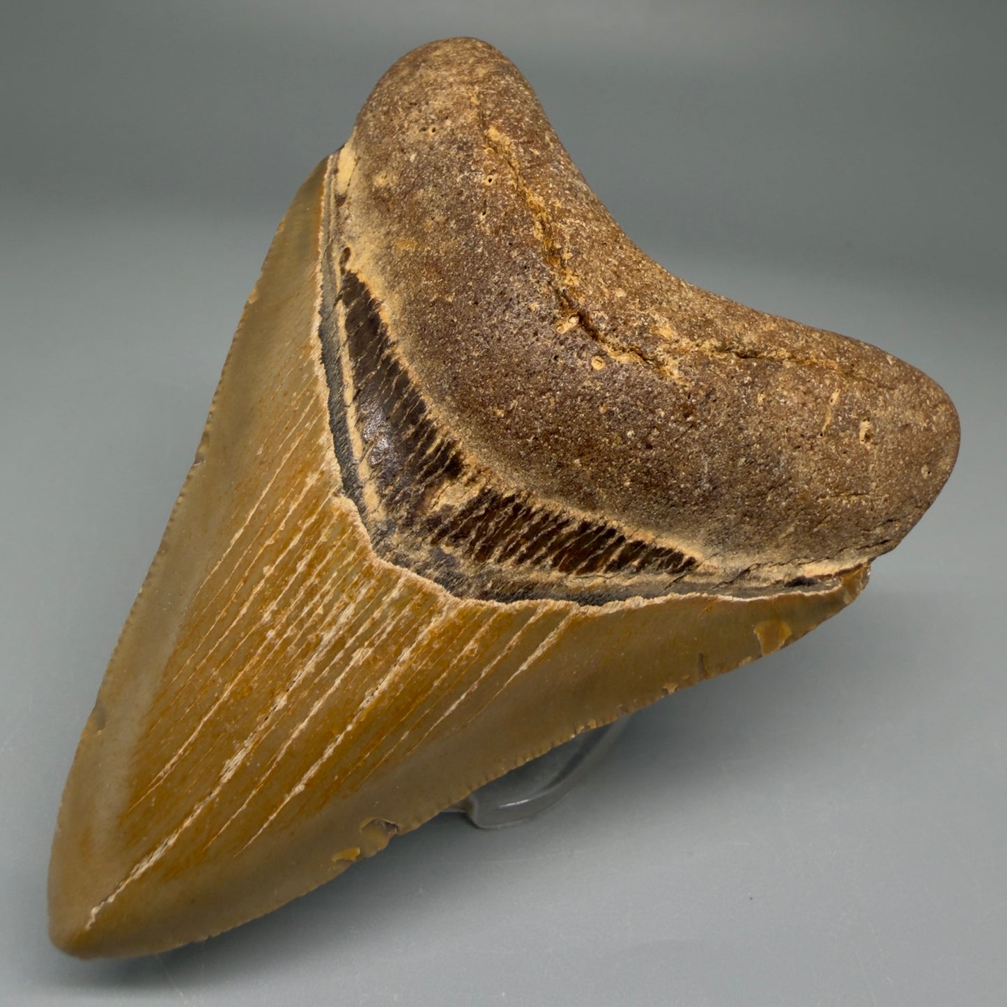 Front Right View Nice Shape 3.26" Fossil Megalodon Tooth from North Carolina - megalodonteeth.com CM5567