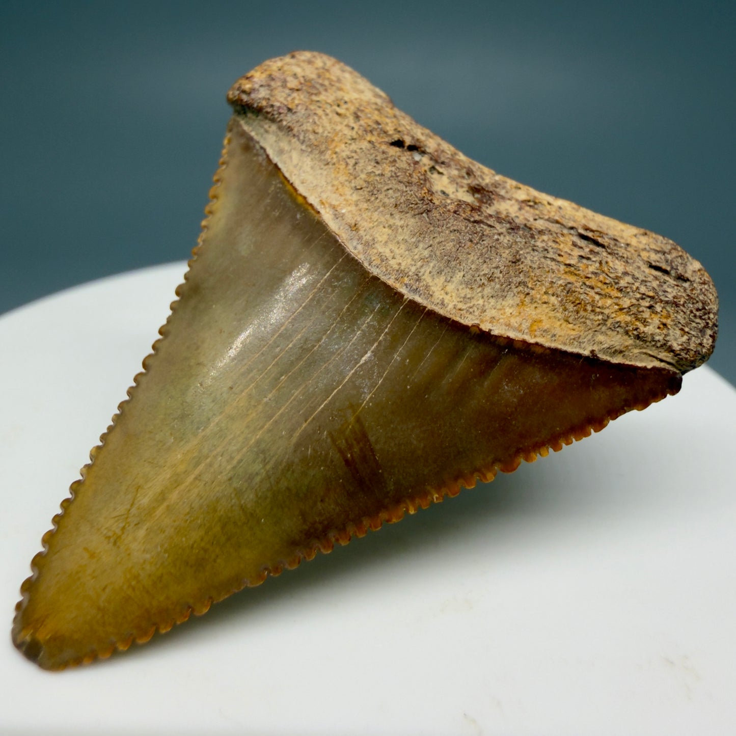 Front Right View Colorful, serrated 1.67" Fossil Great White Shark Tooth - Cooper River, SC GW1235