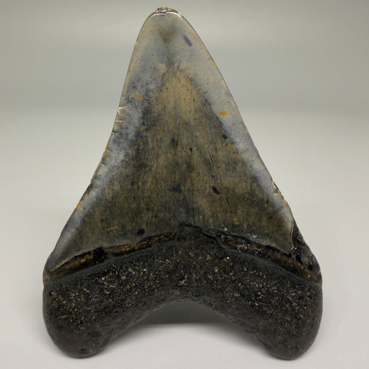 Back View Nice Shape 3.33" Fossil Megalodon Tooth from North Carolina - megalodonteeth.com CM5566