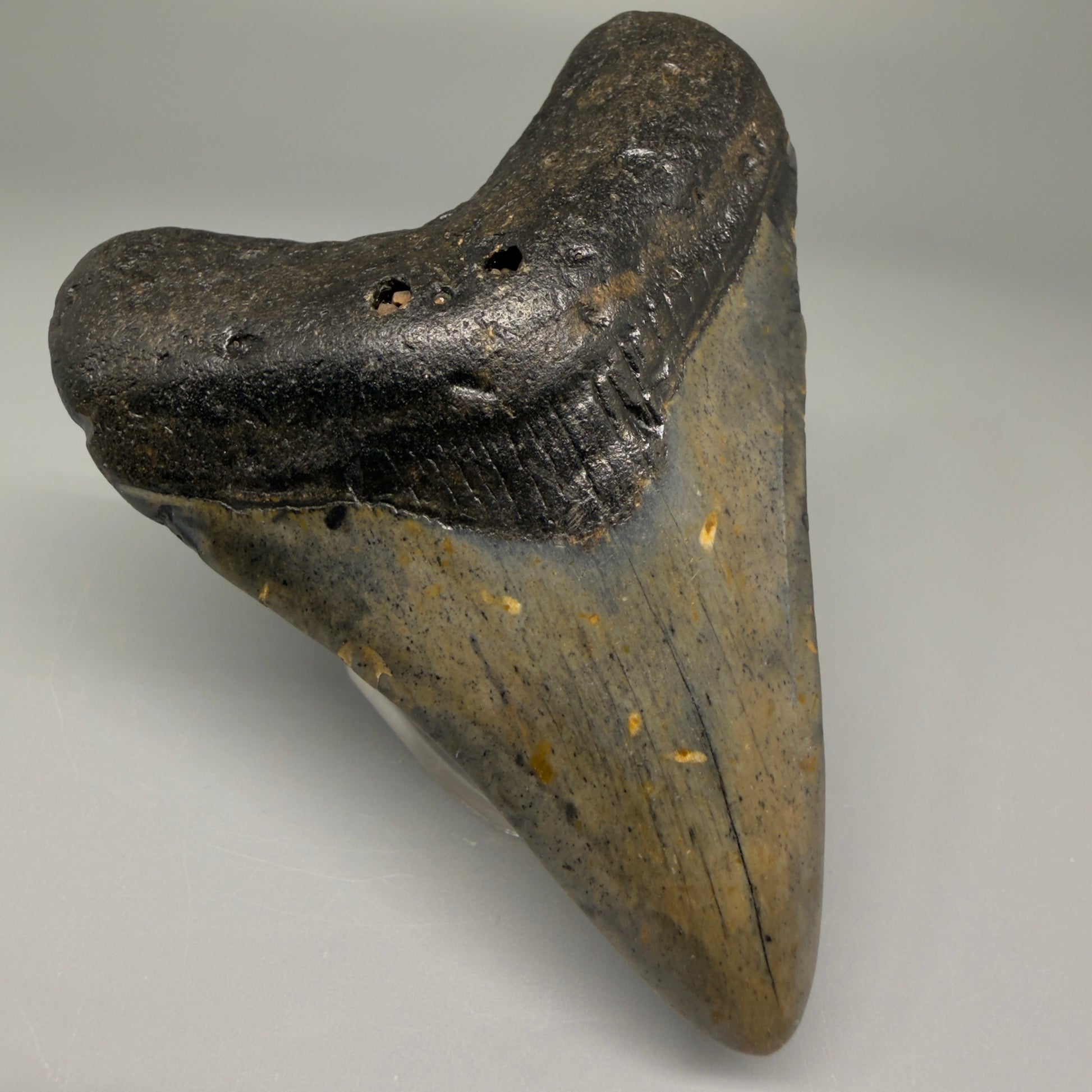 Front Left View Nice Shape 3.33" Fossil Megalodon Tooth from North Carolina - megalodonteeth.com CM5566