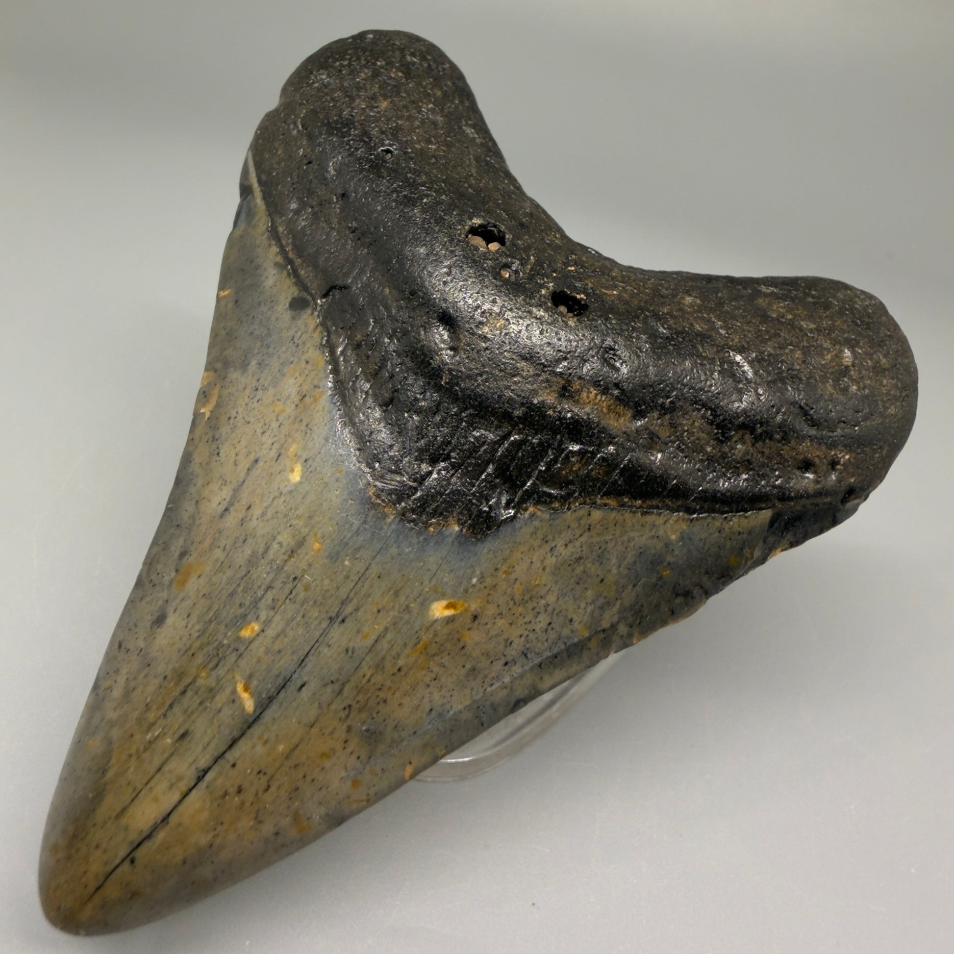 Front Right View Nice Shape 3.33" Fossil Megalodon Tooth from North Carolina - megalodonteeth.com CM5566