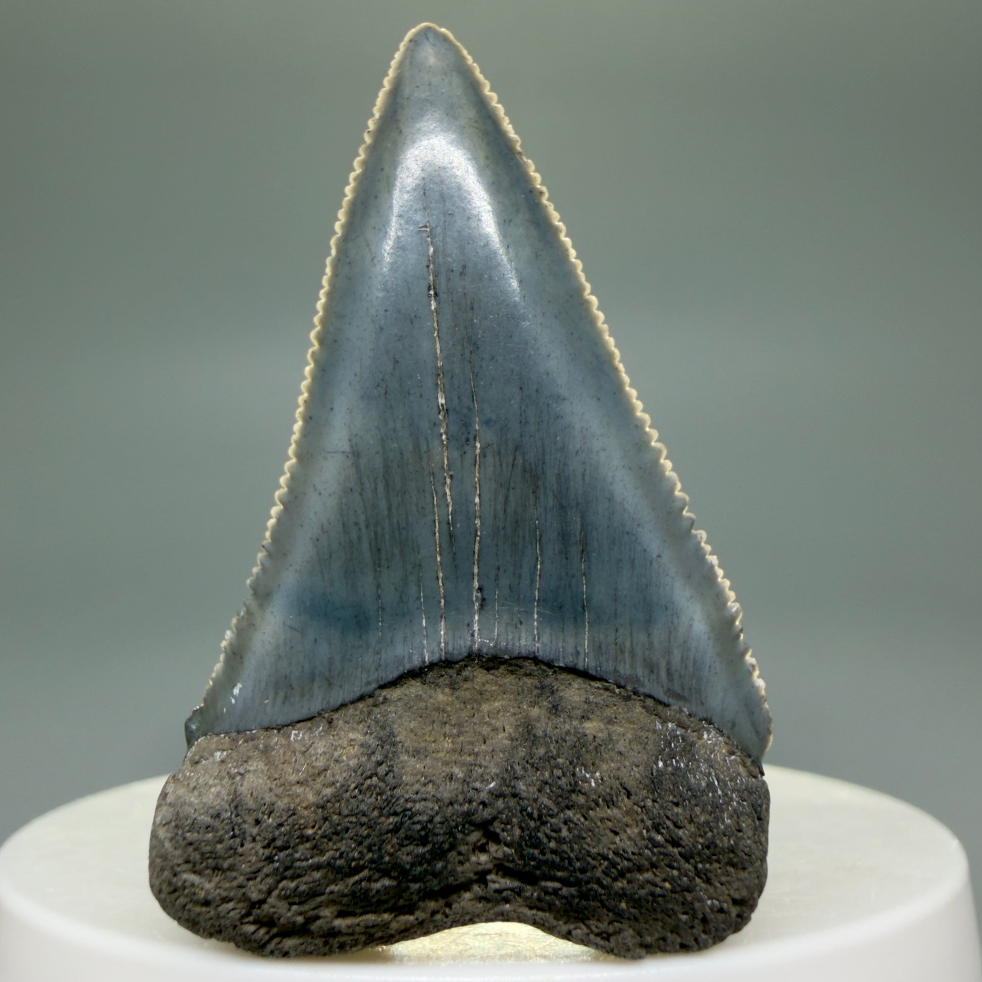Front View Colorful, sharply serrated 1.93" Fossil Great White Tooth for Sale GW1298 - 3