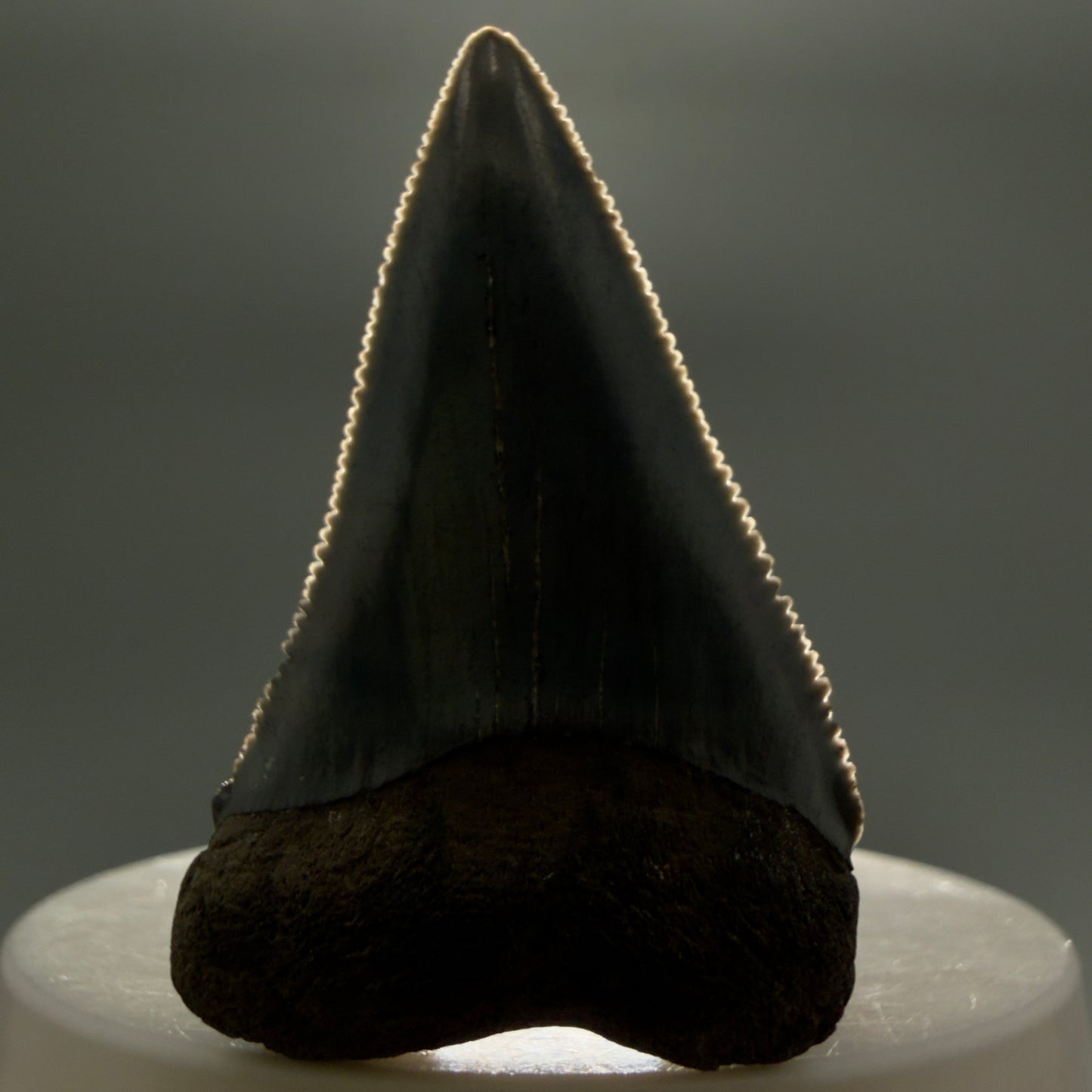 Front View Colorful, sharply serrated 1.93" Fossil Great White Tooth for Sale GW1298 - 2