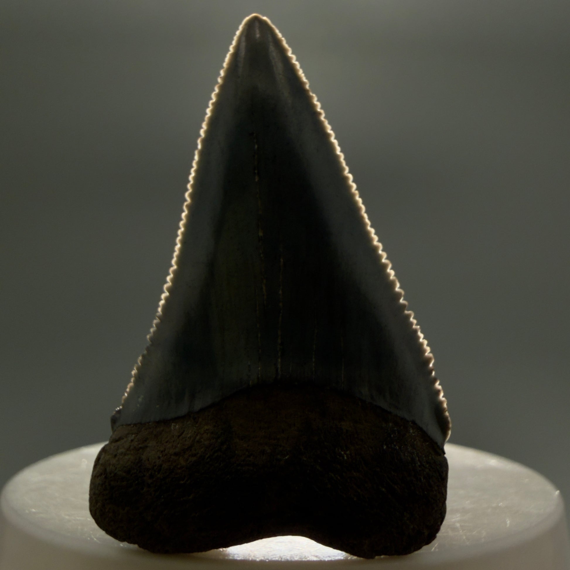 Front View Colorful, sharply serrated 1.93" Fossil Great White Tooth for Sale GW1298 - 2