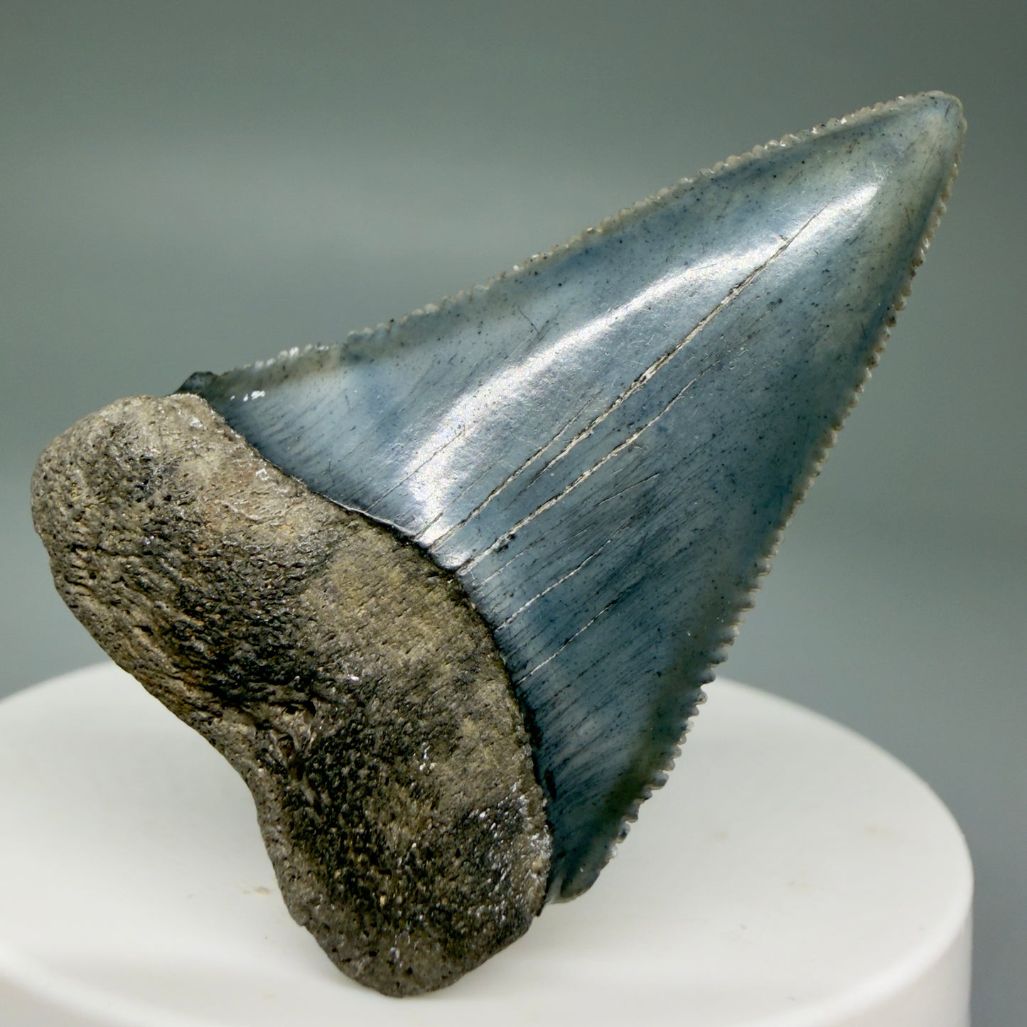 Front View Colorful, sharply serrated 1.93" Fossil Great White Tooth for Sale GW1298 - 1