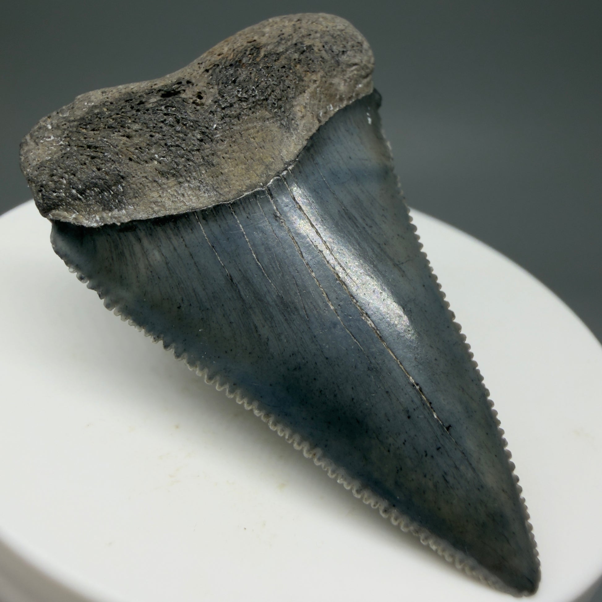Front Left View Colorful, sharply serrated 1.93" Fossil Great White Tooth for Sale GW1298