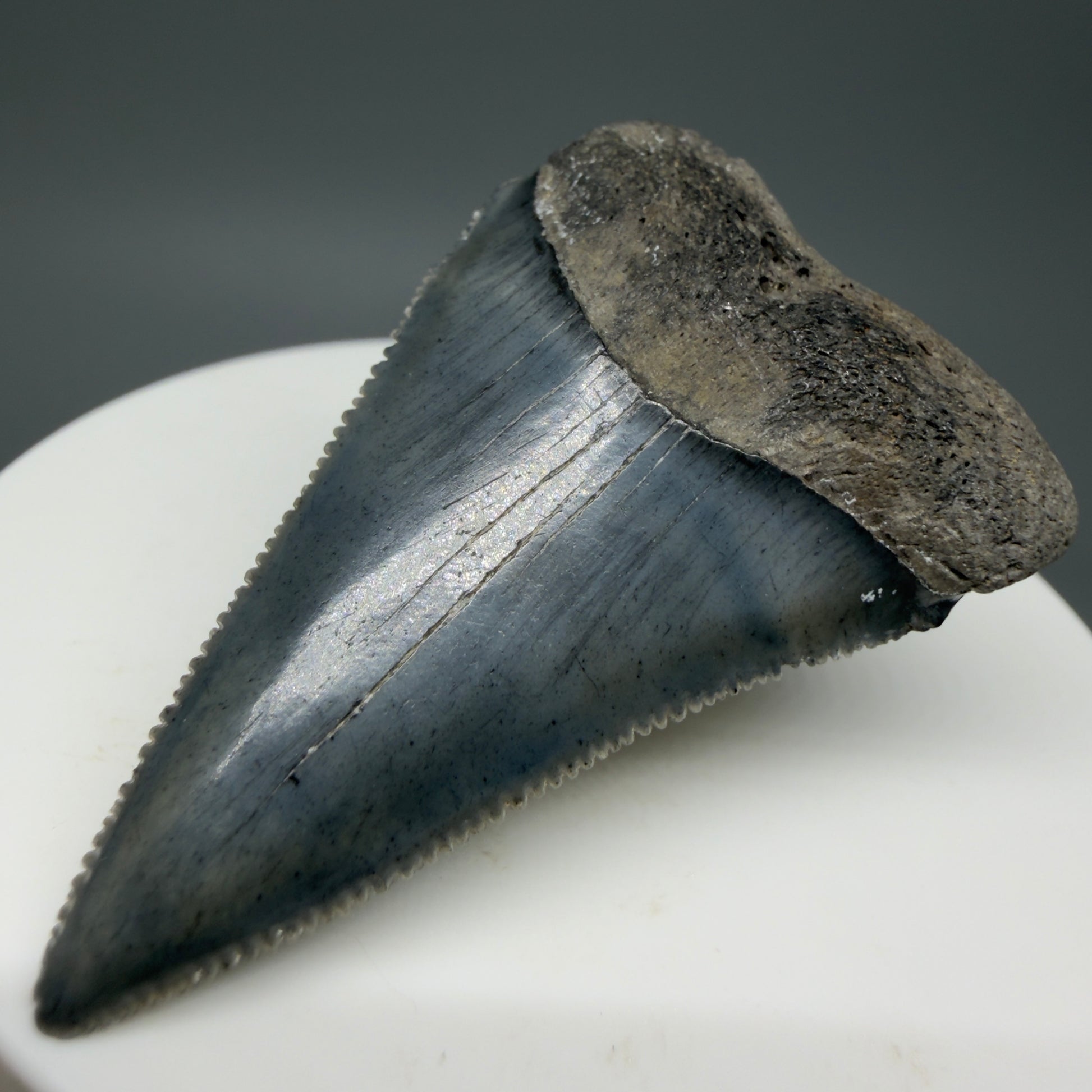 Front Right View Colorful, sharply serrated 1.93" Fossil Great White Tooth for Sale GW1298