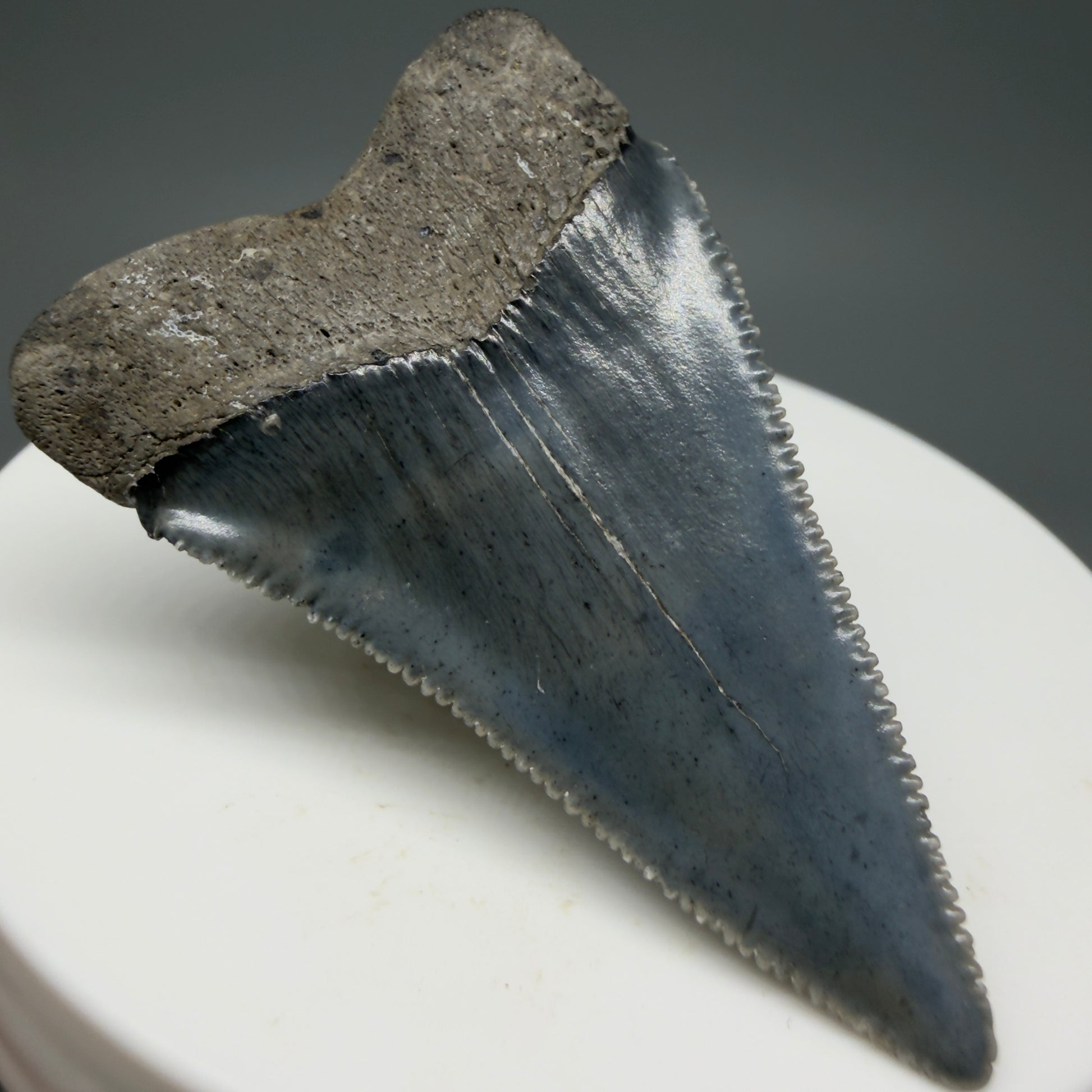 Back Left View Colorful, sharply serrated 1.93" Fossil Great White Tooth for Sale GW1298