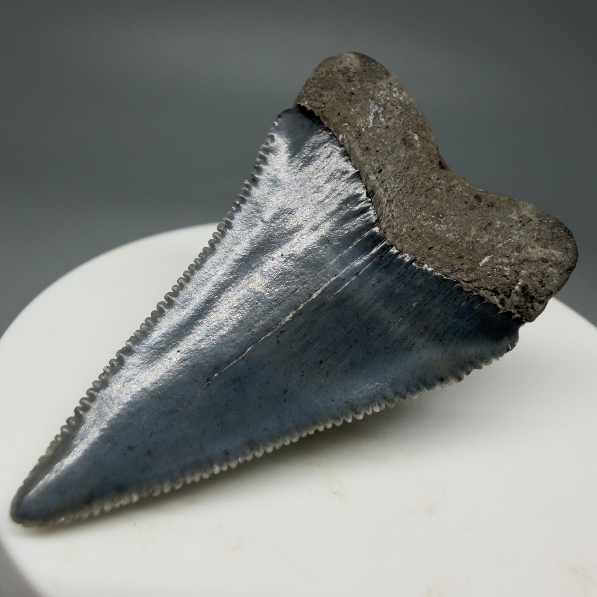 Back Right View Colorful, sharply serrated 1.93" Fossil Great White Tooth for Sale GW1298