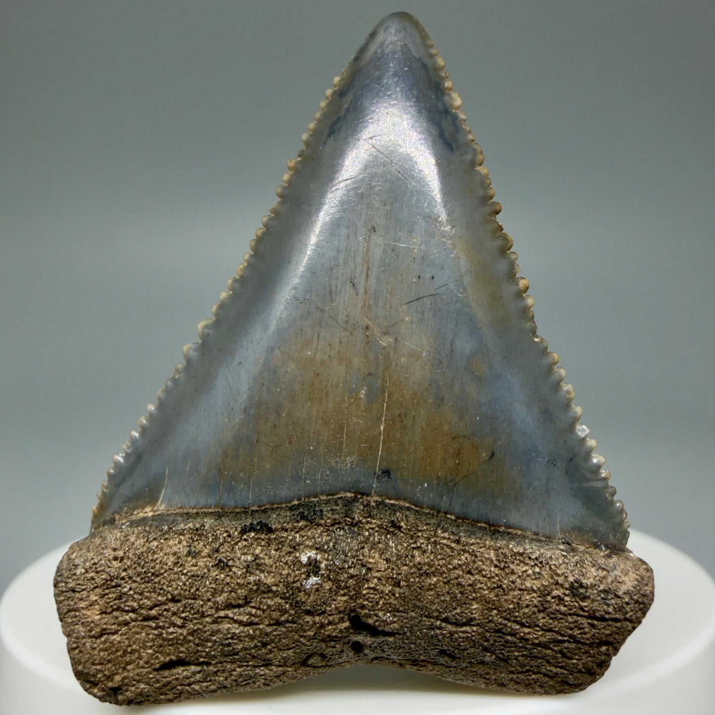 Front View Colorful, sharply serrated 1.85" Fossil Great White Tooth for Sale GW1299 - 3