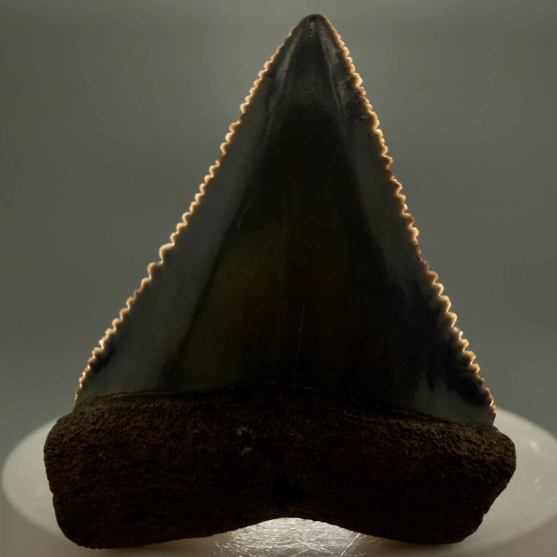 Front View Colorful, sharply serrated 1.85" Fossil Great White Tooth for Sale GW1299 - 2