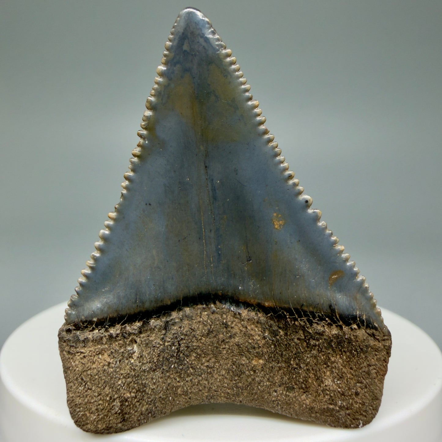 Back View Colorful, sharply serrated 1.85" Fossil Great White Tooth for Sale GW1299