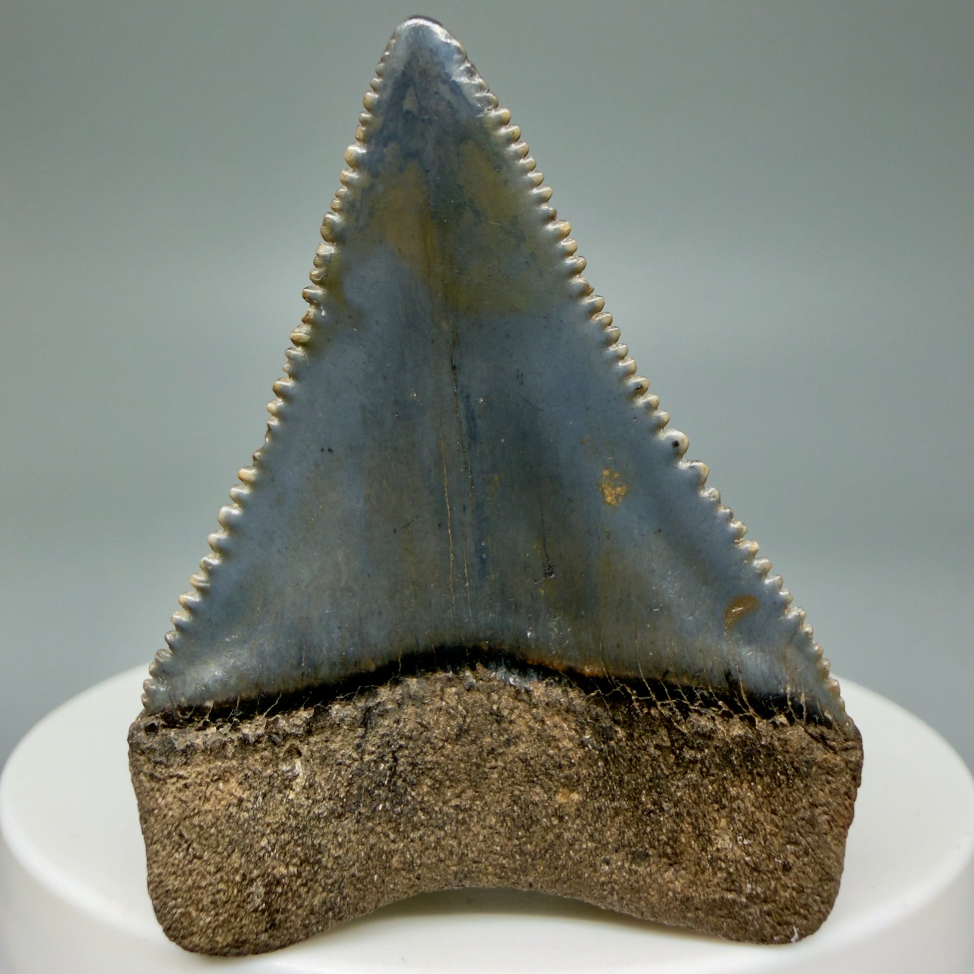 Back View Colorful, sharply serrated 1.85" Fossil Great White Tooth for Sale GW1299
