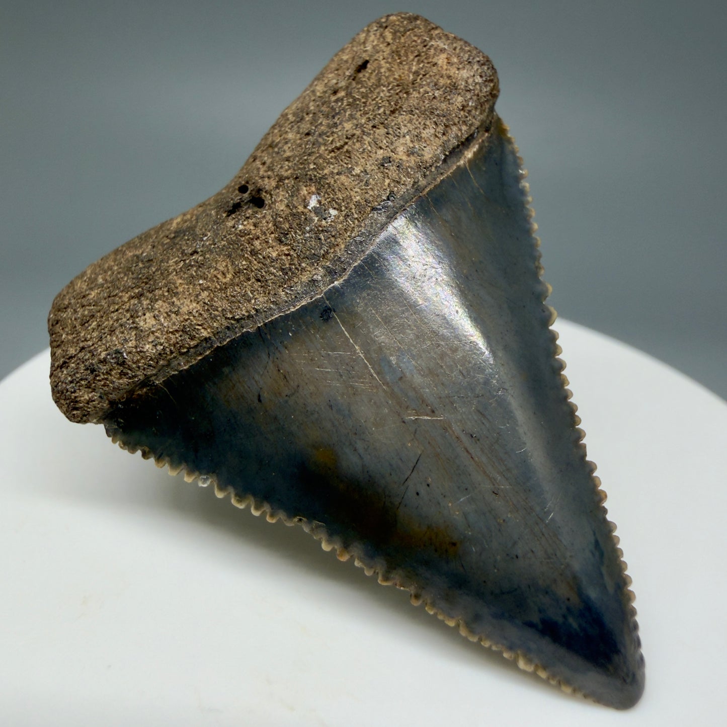 Front Left View Colorful, sharply serrated 1.85" Fossil Great White Tooth for Sale GW1299