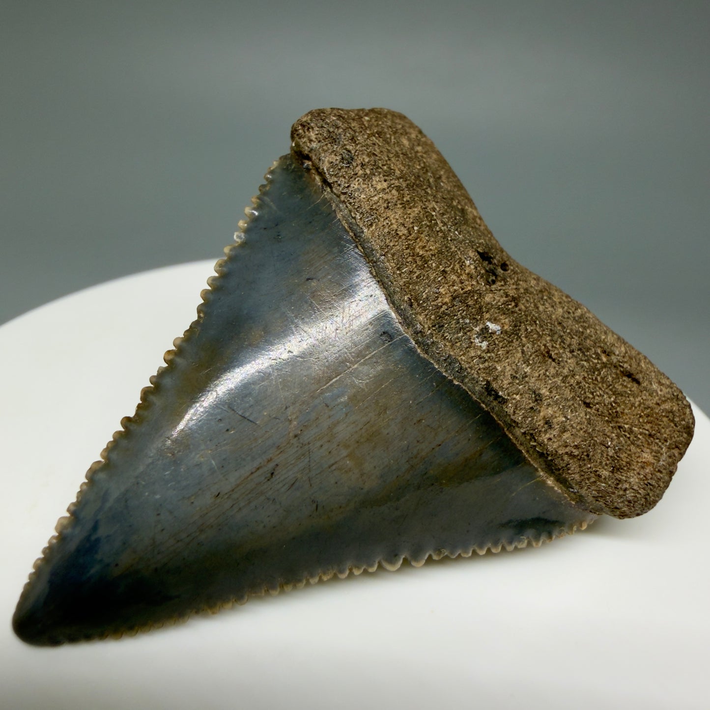 Front Right View Colorful, sharply serrated 1.85" Fossil Great White Tooth for Sale GW1299 