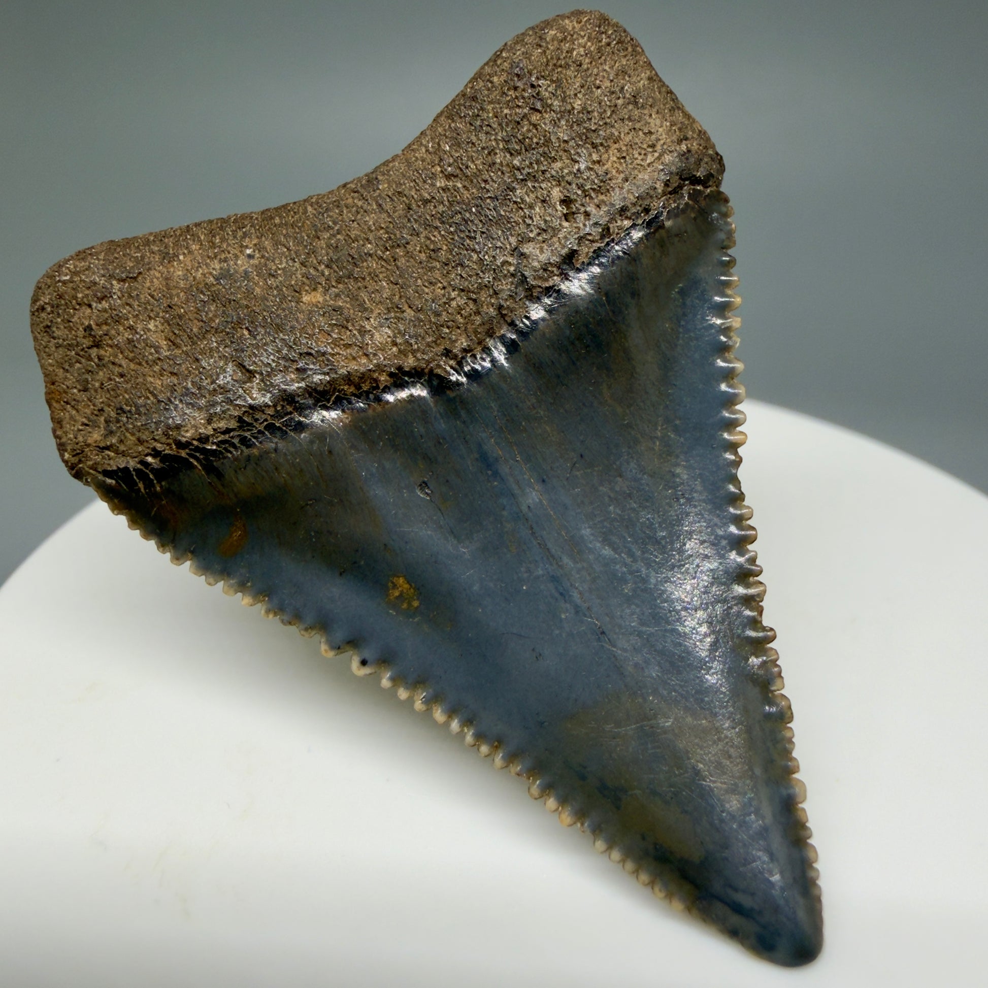 Back Left View Colorful, sharply serrated 1.85" Fossil Great White Tooth for Sale GW1299