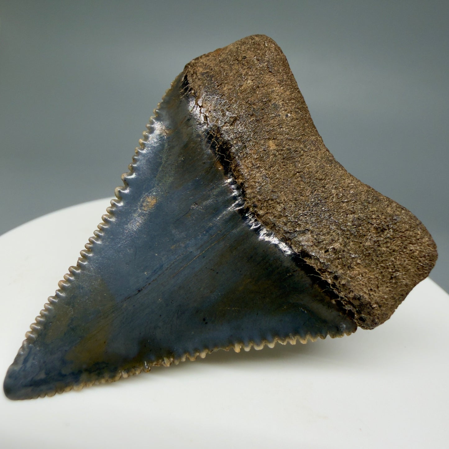 Back Right View Colorful, sharply serrated 1.85" Fossil Great White Tooth for Sale GW1299