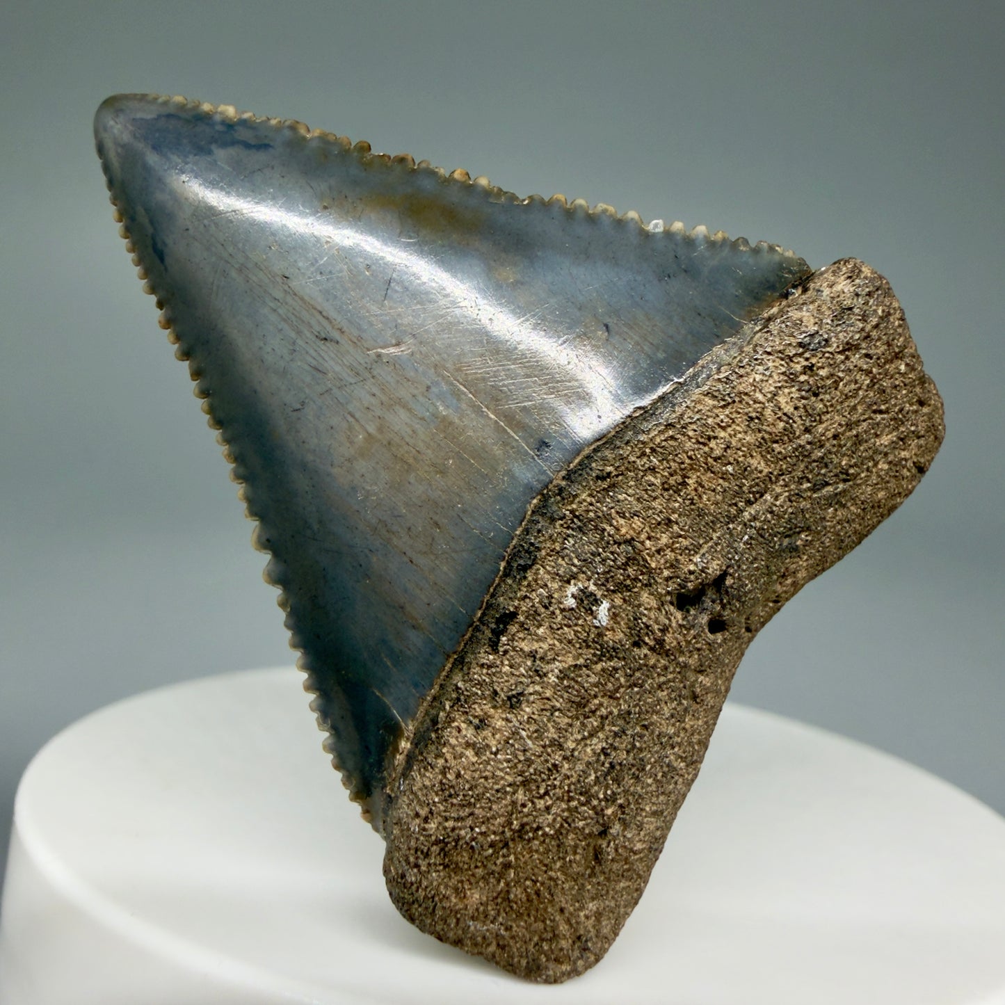 Front View Colorful, sharply serrated 1.85" Fossil Great White Tooth for Sale GW1299 - 1
