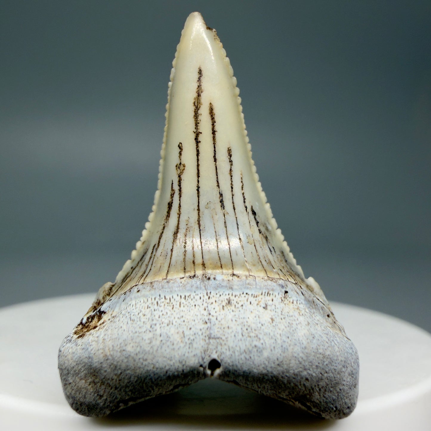 Front View Rare Location, cusped - Colorful 1.37" Fossil Transitional Great White Shark Tooth from Oceanside, California GW1295 - 3