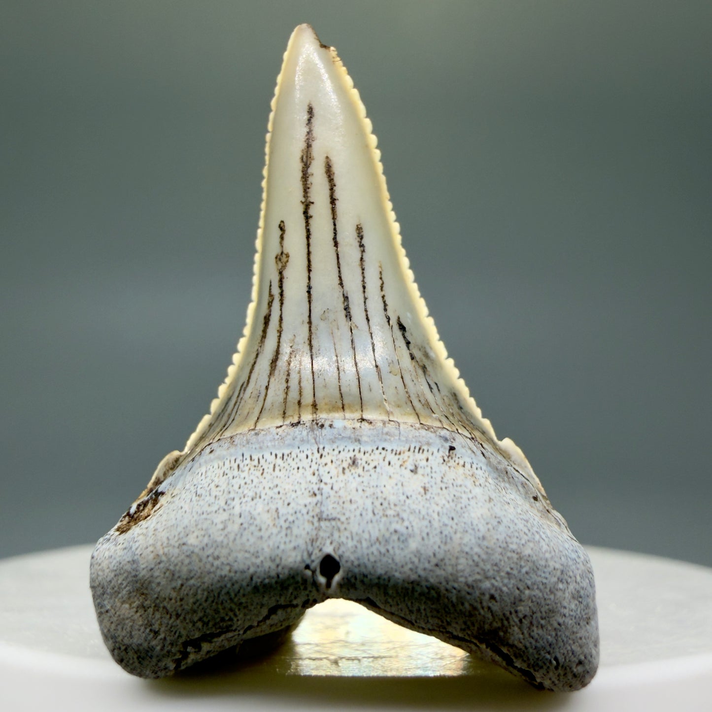 Front View Rare Location, cusped - Colorful 1.37" Fossil Transitional Great White Shark Tooth from Oceanside, California GW1295 - 1
