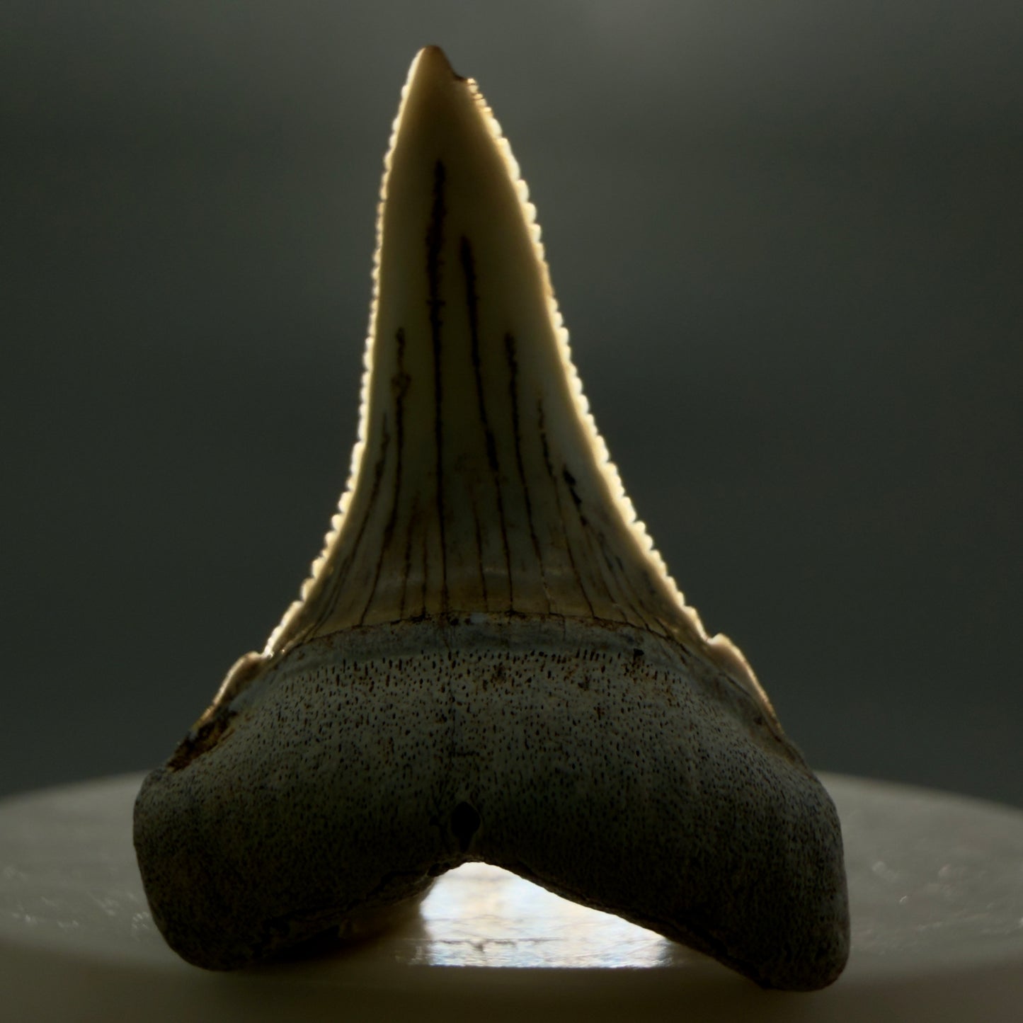 Front View Rare Location, cusped - Colorful 1.37" Fossil Transitional Great White Shark Tooth from Oceanside, California GW1295 - 2