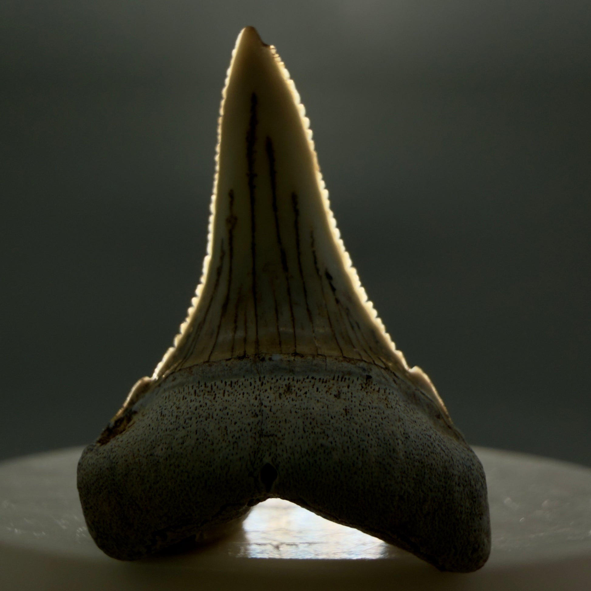 Front View Rare Location, cusped - Colorful 1.37" Fossil Transitional Great White Shark Tooth from Oceanside, California GW1295 - 2