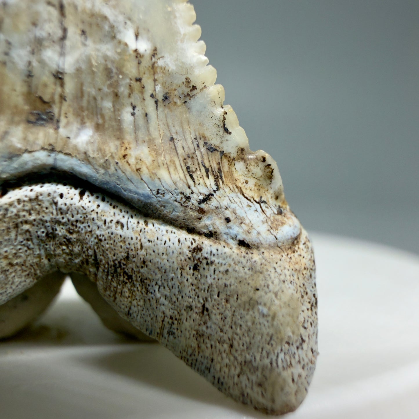 Right cusp detail View Rare Location, cusped - Colorful 1.37" Fossil Transitional Great White Shark Tooth from Oceanside, California GW1295