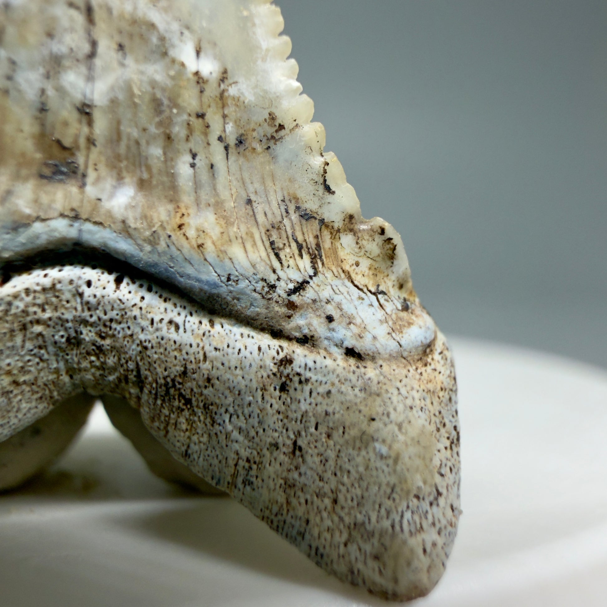 Right cusp detail View Rare Location, cusped - Colorful 1.37" Fossil Transitional Great White Shark Tooth from Oceanside, California GW1295