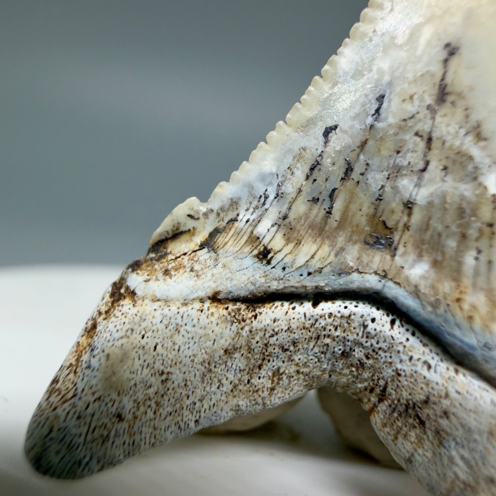 Left cusp detail View Rare Location, cusped - Colorful 1.37" Fossil Transitional Great White Shark Tooth from Oceanside, California GW1295