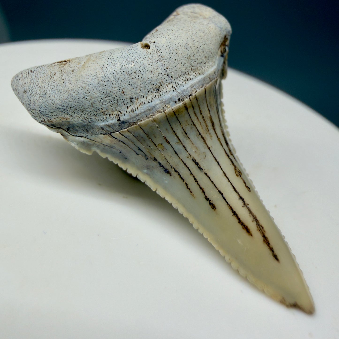Front Left View detail View Rare Location, cusped - Colorful 1.37" Fossil Transitional Great White Shark Tooth from Oceanside, California GW1295
