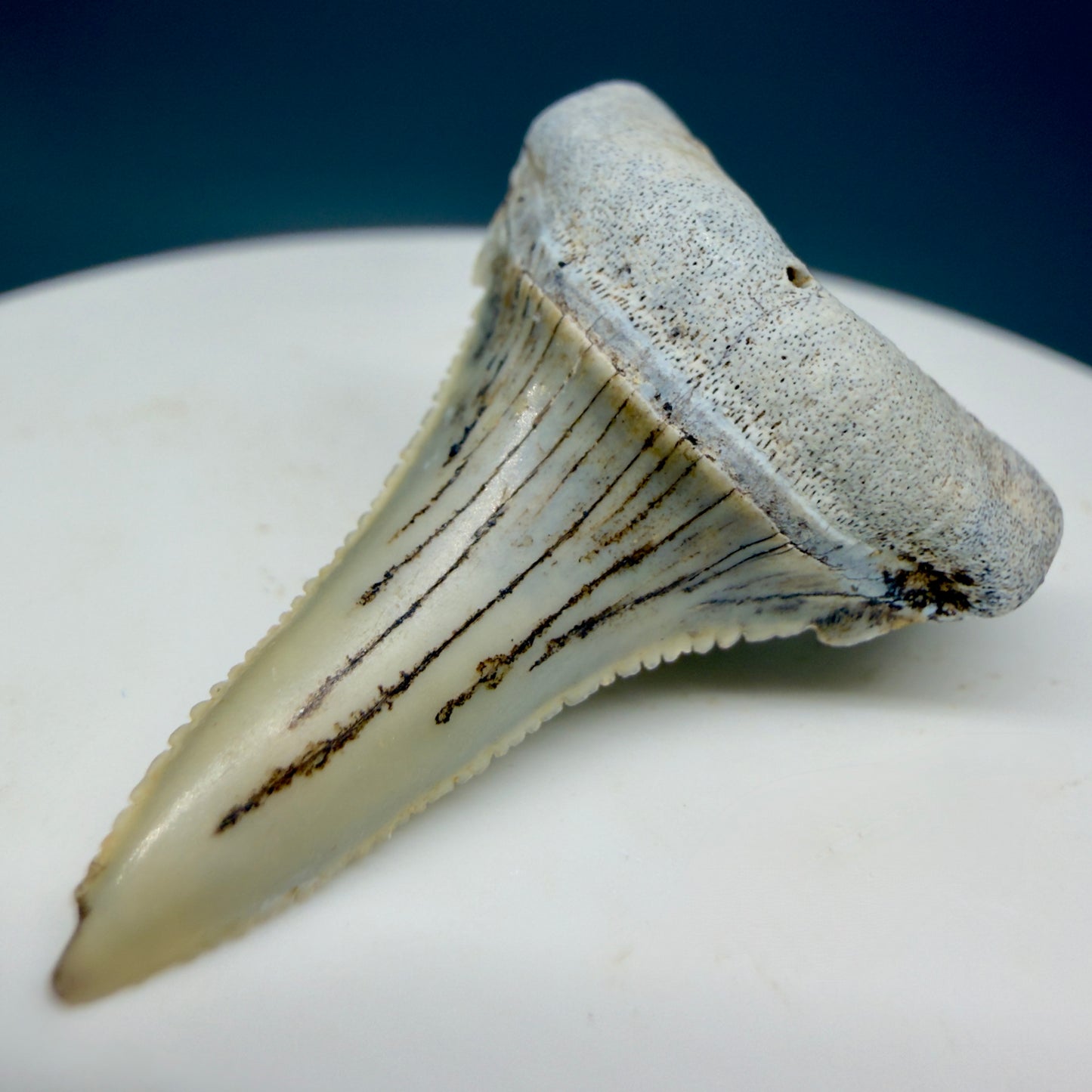 Front Right View detail View Rare Location, cusped - Colorful 1.37" Fossil Transitional Great White Shark Tooth from Oceanside, California GW1295