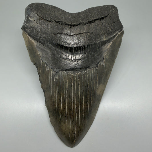 Front View 6.23" Authentic Megalodon Tooth – Massive South Carolina Fossil | Collector Megalodon Teeth for Sale CM5594 - 3
