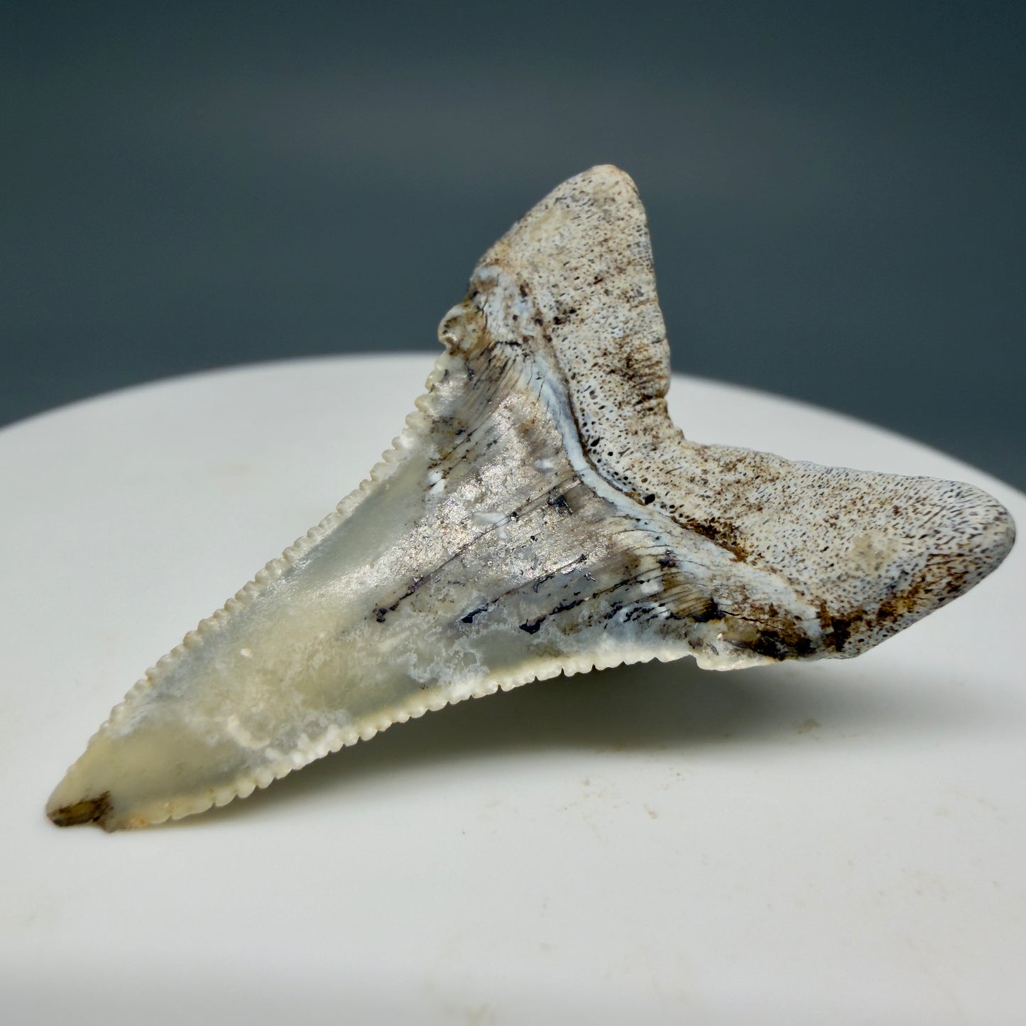 Back Right View detail View Rare Location, cusped - Colorful 1.37" Fossil Transitional Great White Shark Tooth from Oceanside, California GW1295