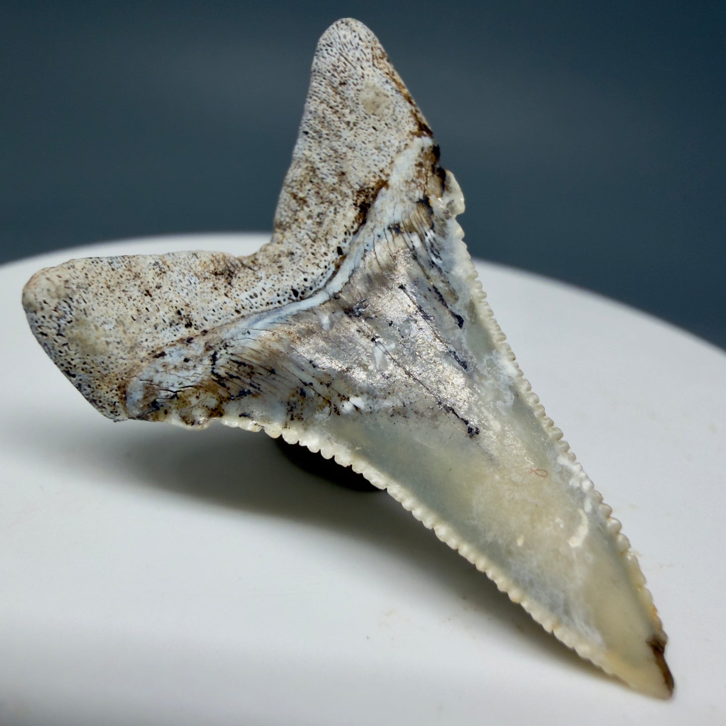 Back Left View detail View Rare Location, cusped - Colorful 1.37" Fossil Transitional Great White Shark Tooth from Oceanside, California GW1295