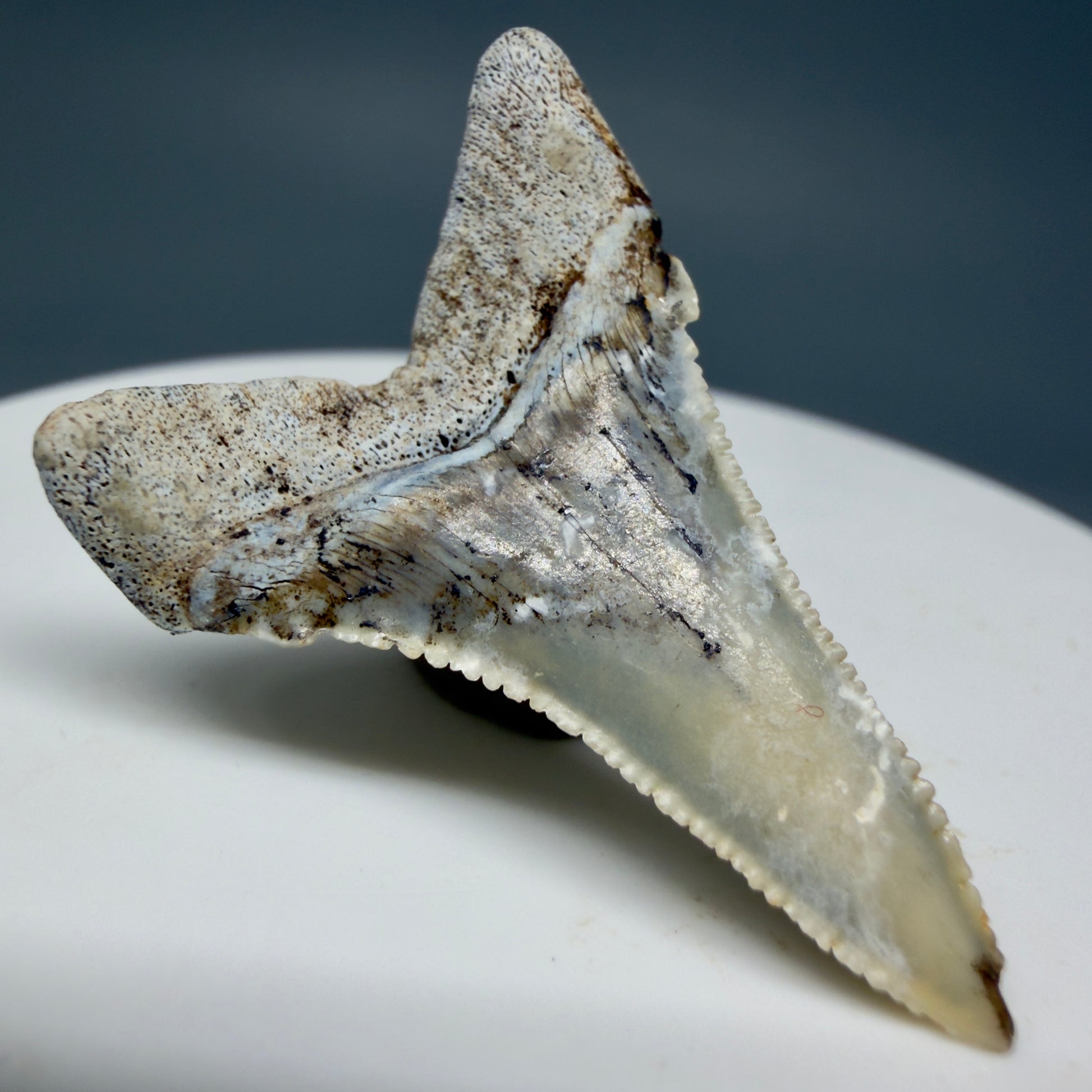 Back Left View detail View Rare Location, cusped - Colorful 1.37" Fossil Transitional Great White Shark Tooth from Oceanside, California GW1295
