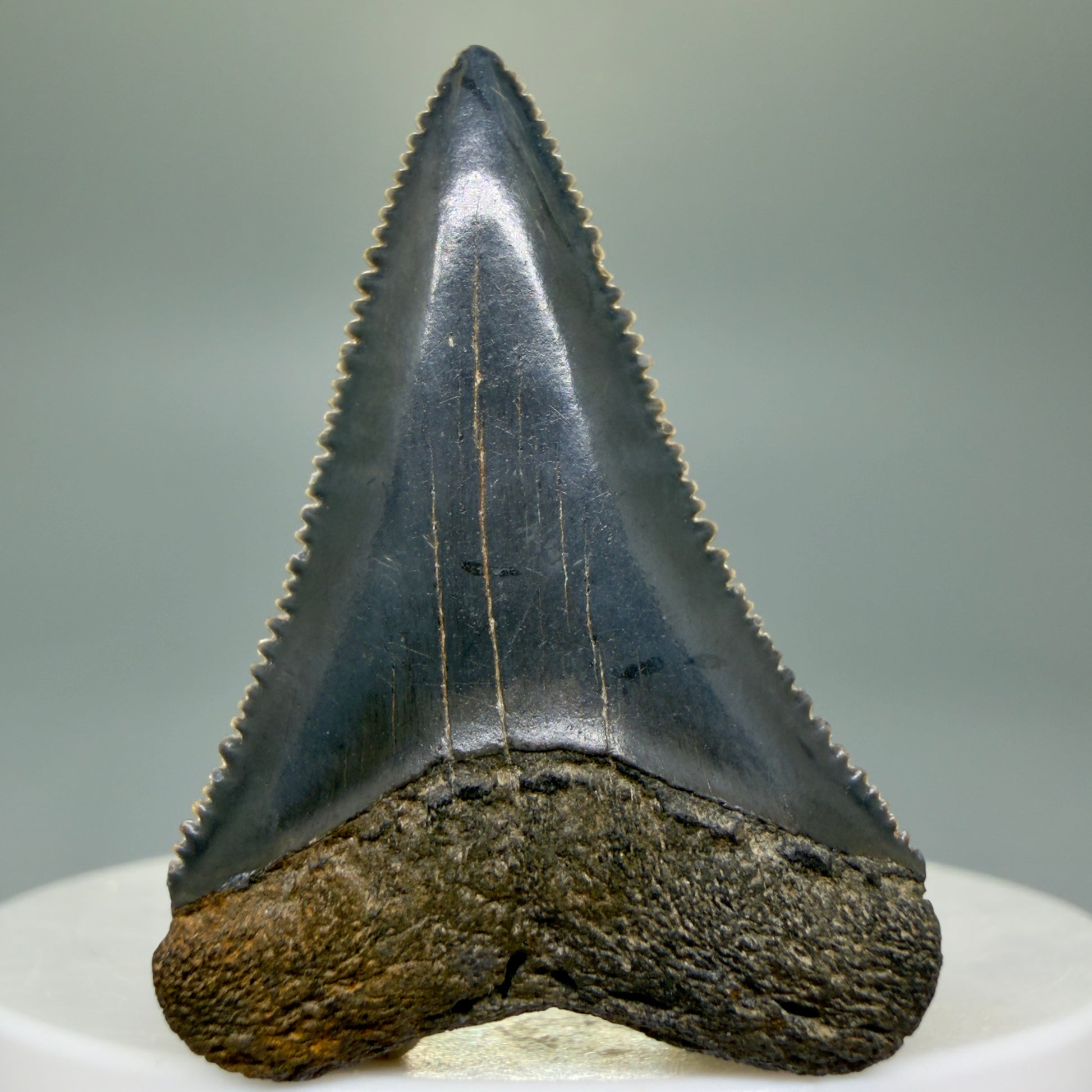 Front View Colorful, sharply serrated 1.64" Fossil Great White Tooth for Sale GW1297 - 3