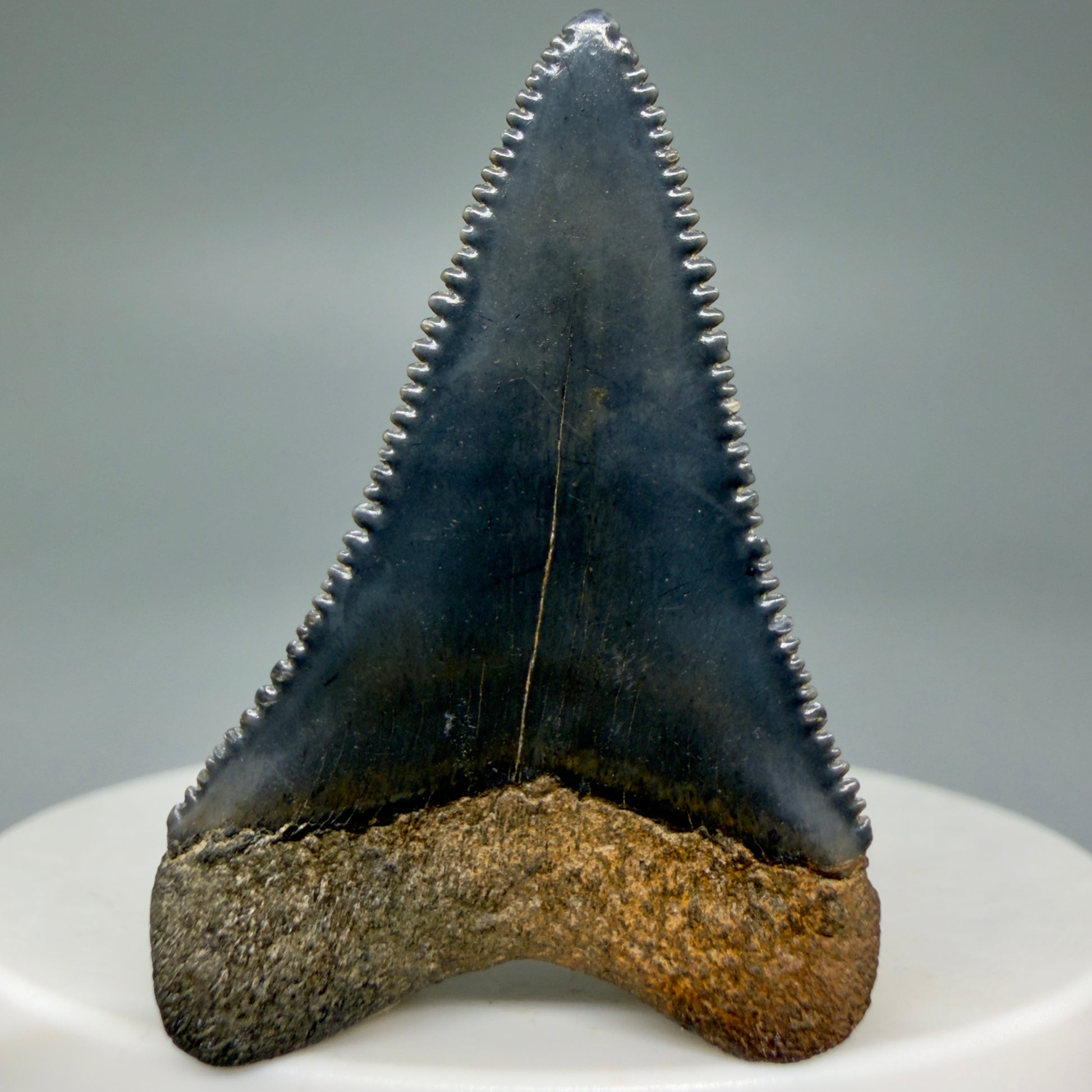 Back  View Colorful, sharply serrated 1.64" Fossil Great White Tooth for Sale GW1297