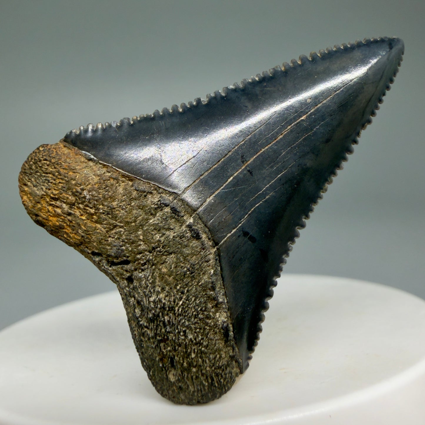 Front View Colorful, sharply serrated 1.64" Fossil Great White Tooth for Sale GW1297 - 1