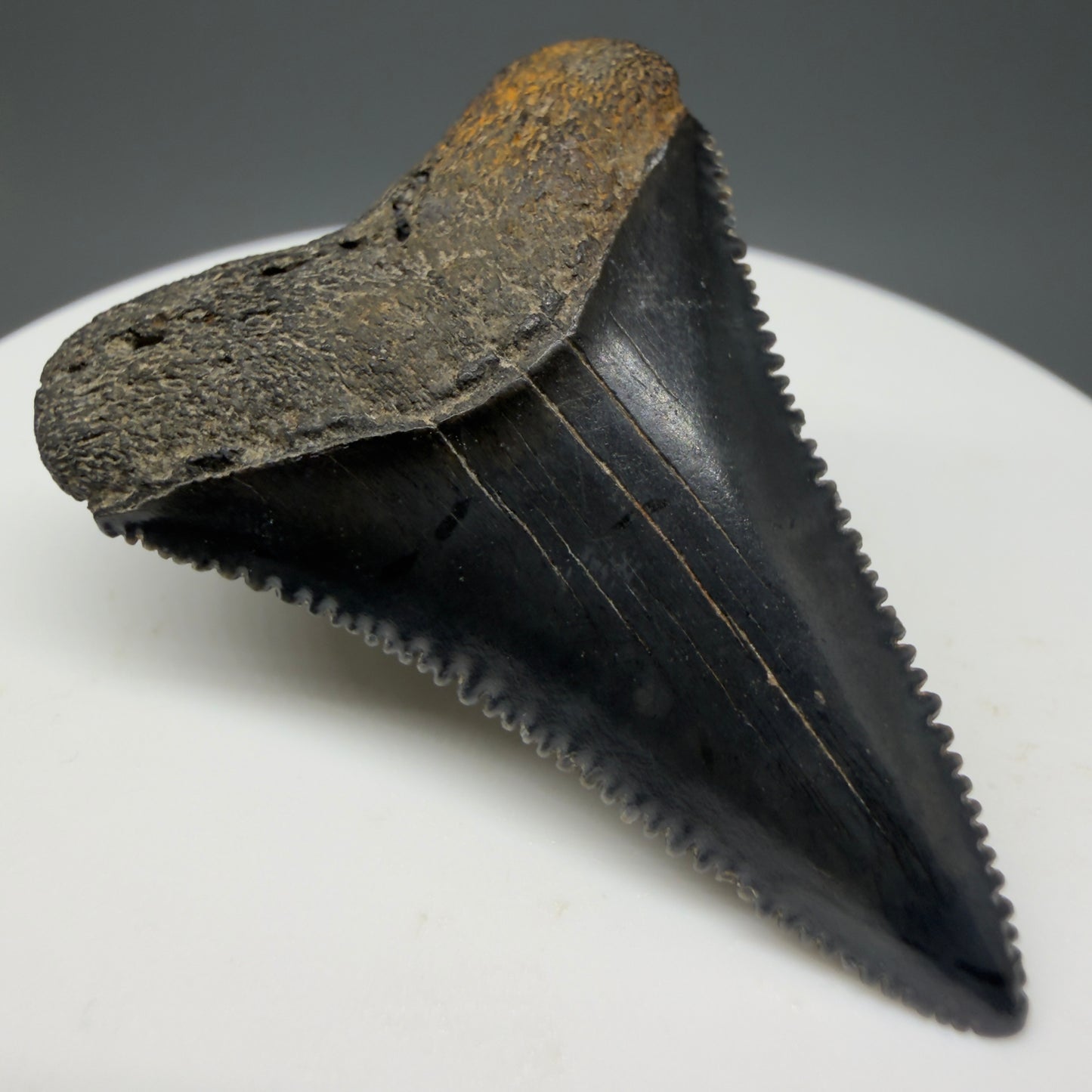 Front Left View Colorful, sharply serrated 1.64" Fossil Great White Tooth for Sale GW1297