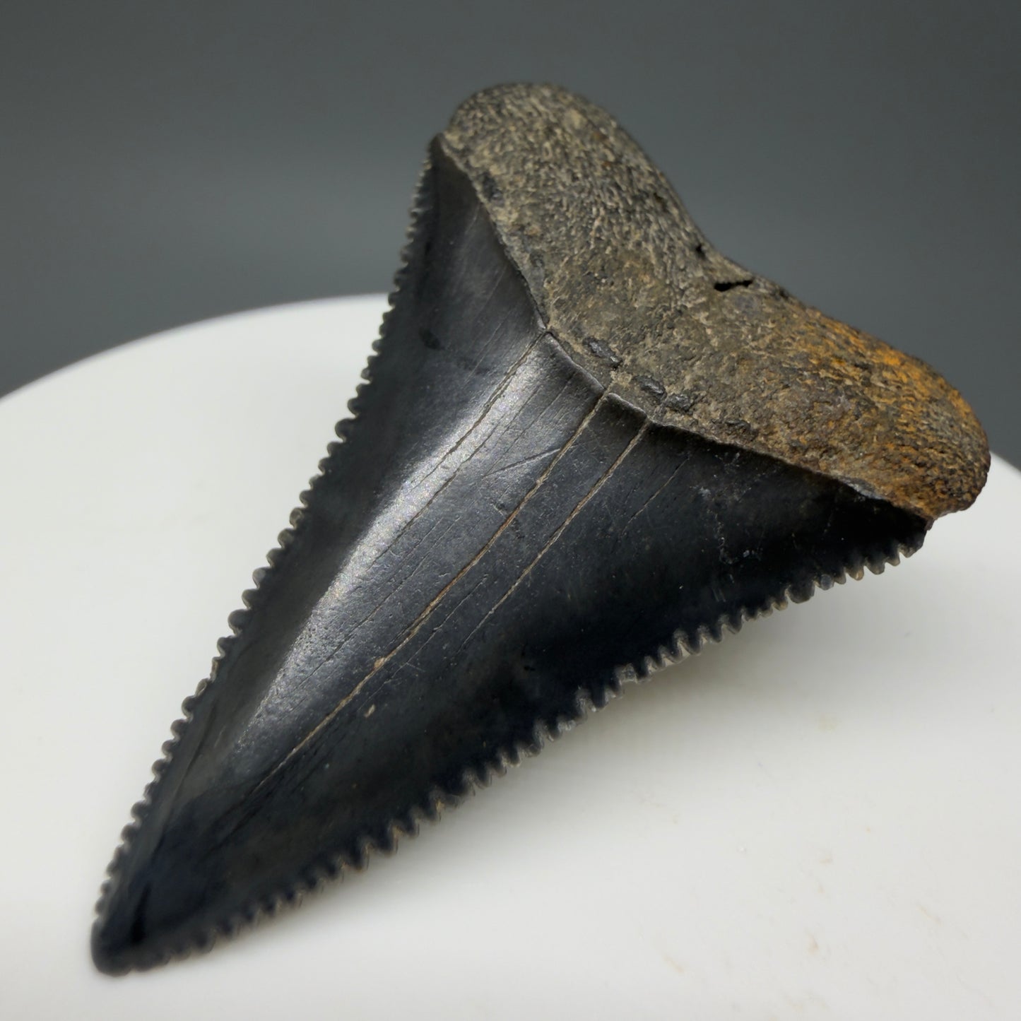 Front Right View Colorful, sharply serrated 1.64" Fossil Great White Tooth for Sale GW1297